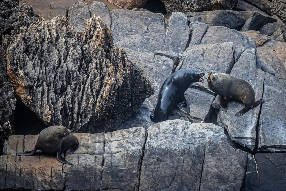 seal on rocks kangaroo island