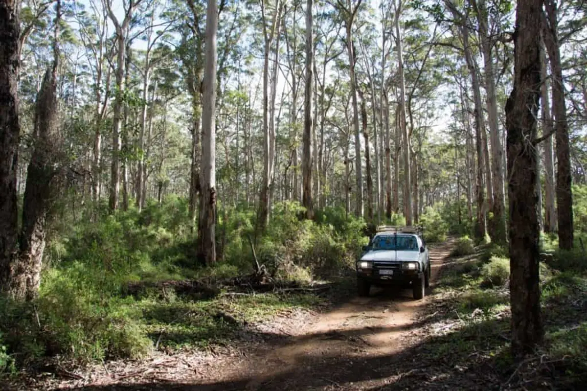 Boranup forest 4WD Tracks