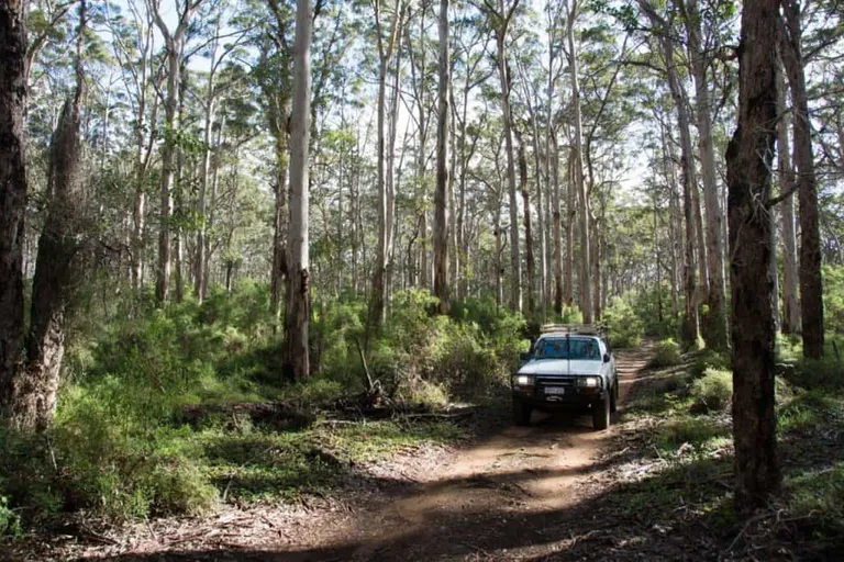 Boranup forest 4WD Tracks