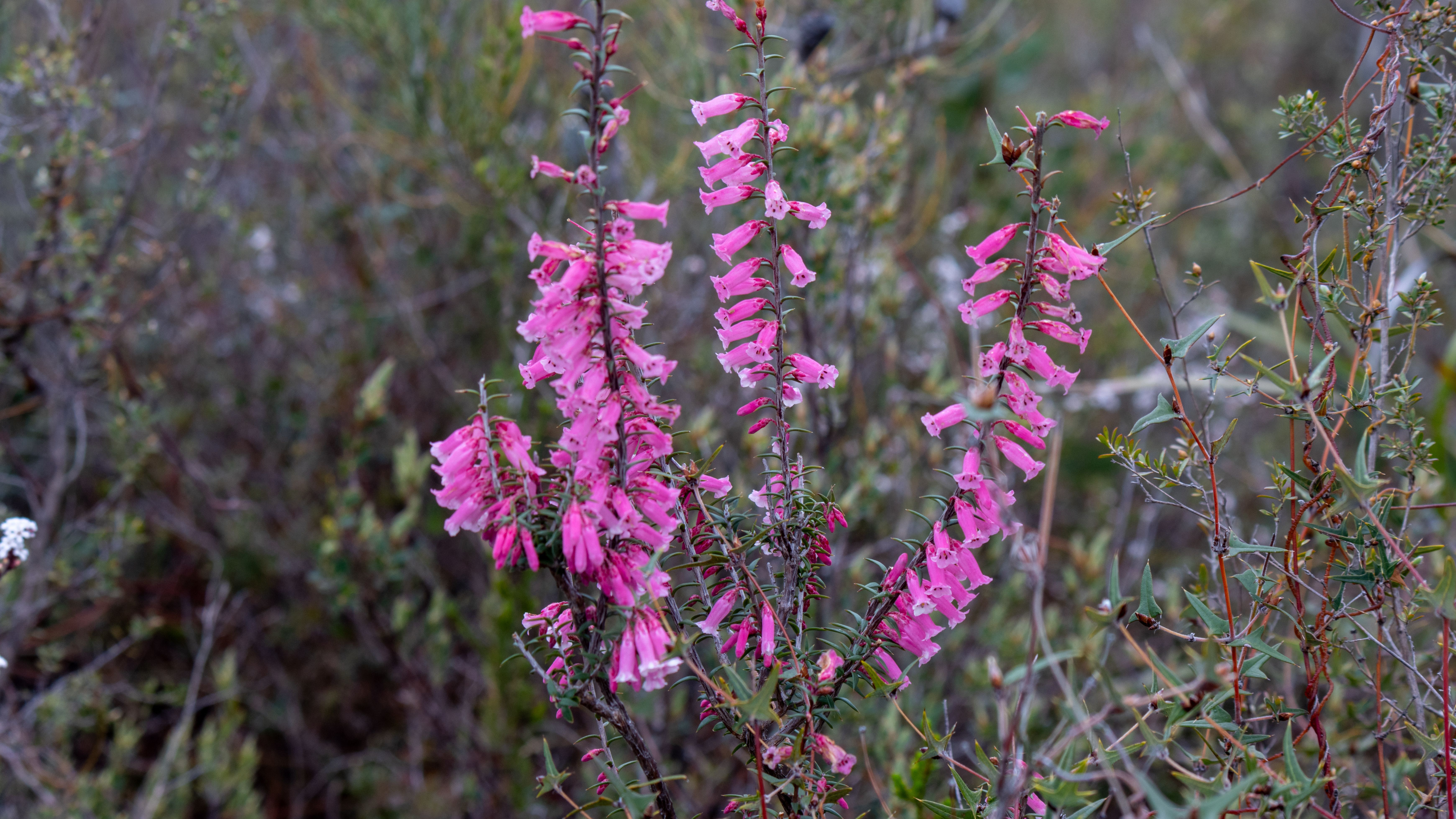 Pink Common Heath, The Grampians, VIC