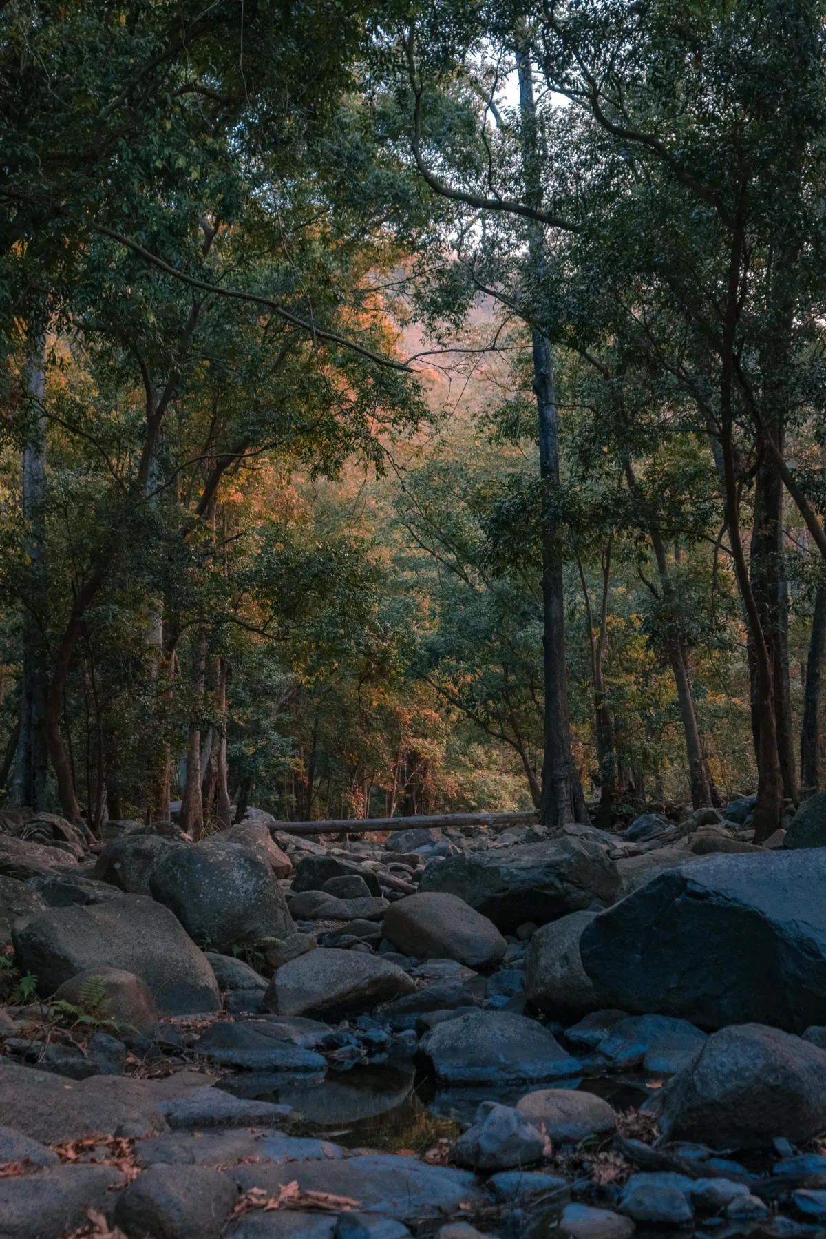 a stony river running through a forest