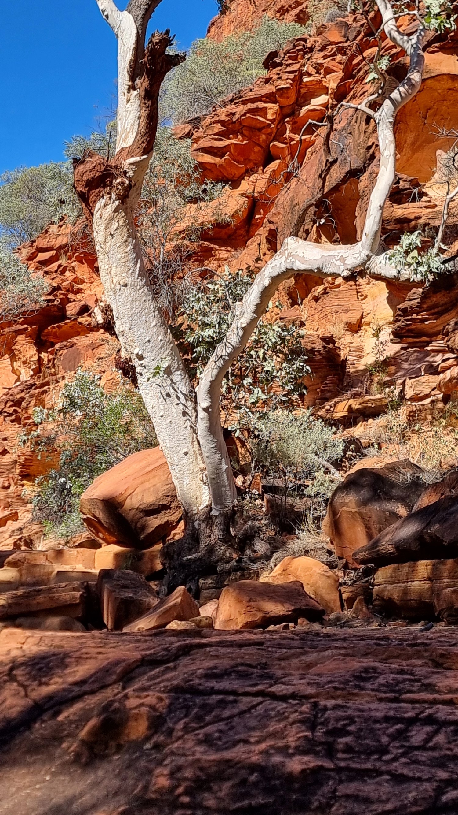 Gumtree in Kings Creek thumbnail 3