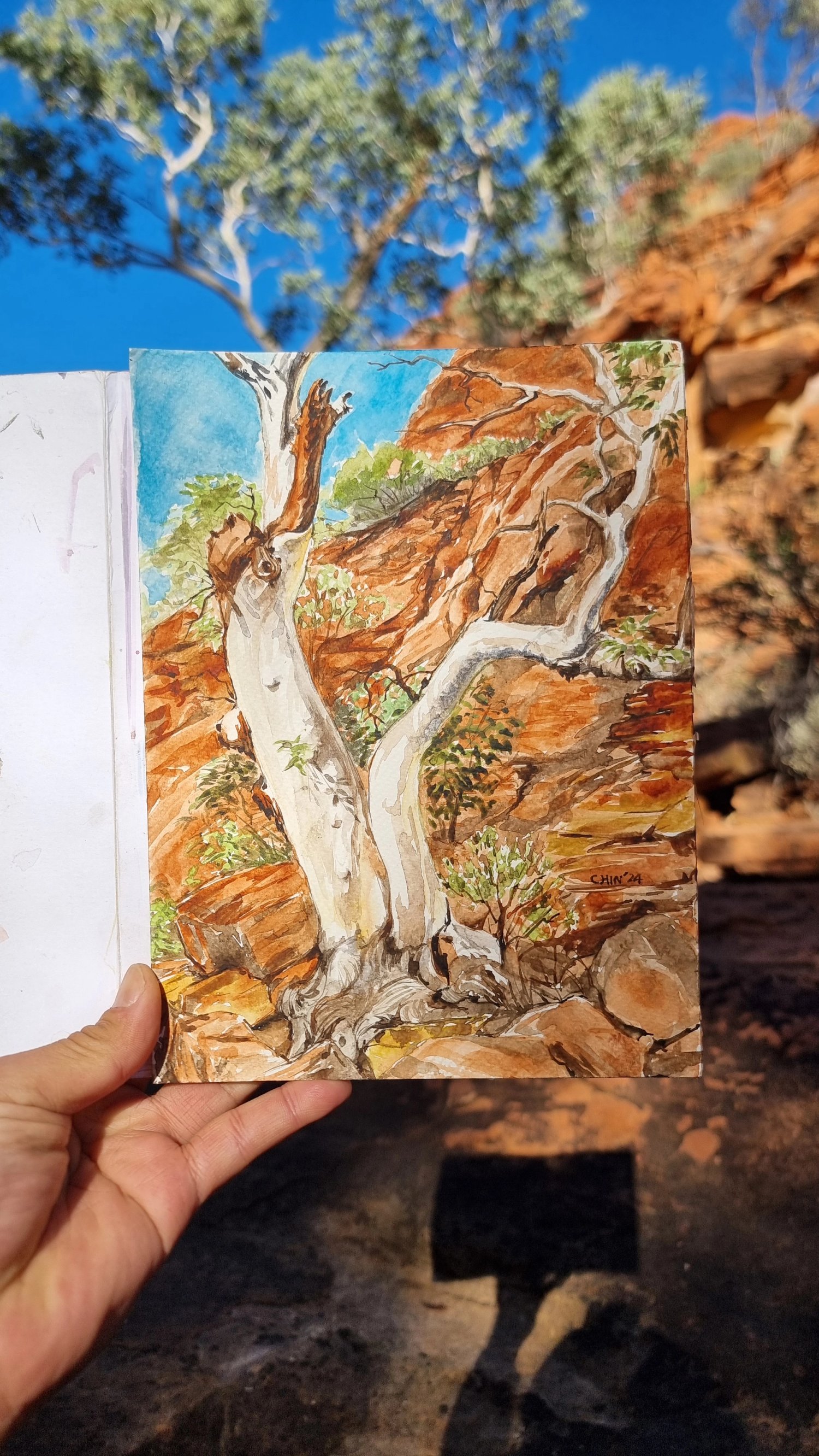 Gumtree in Kings Creek thumbnail 2