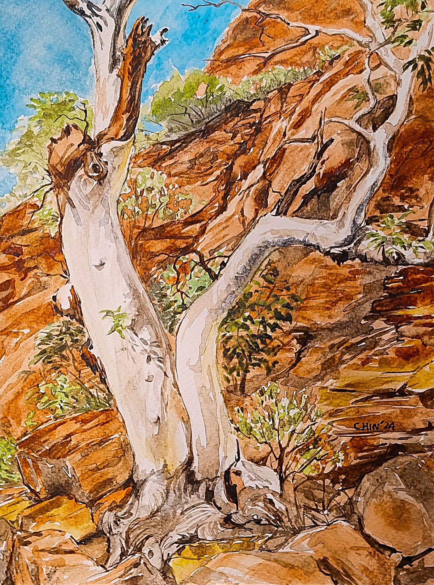 Gumtree in Kings Creek