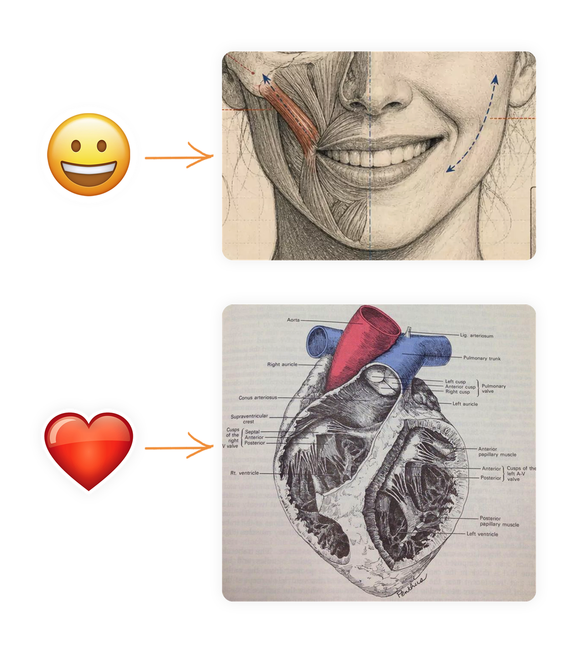 Diptych comparing symbol to structure: a smiley-face emoji beside a detailed anatomical illustration of facial muscles, and a heart emoji beside a labeled anatomical diagram of the human heart