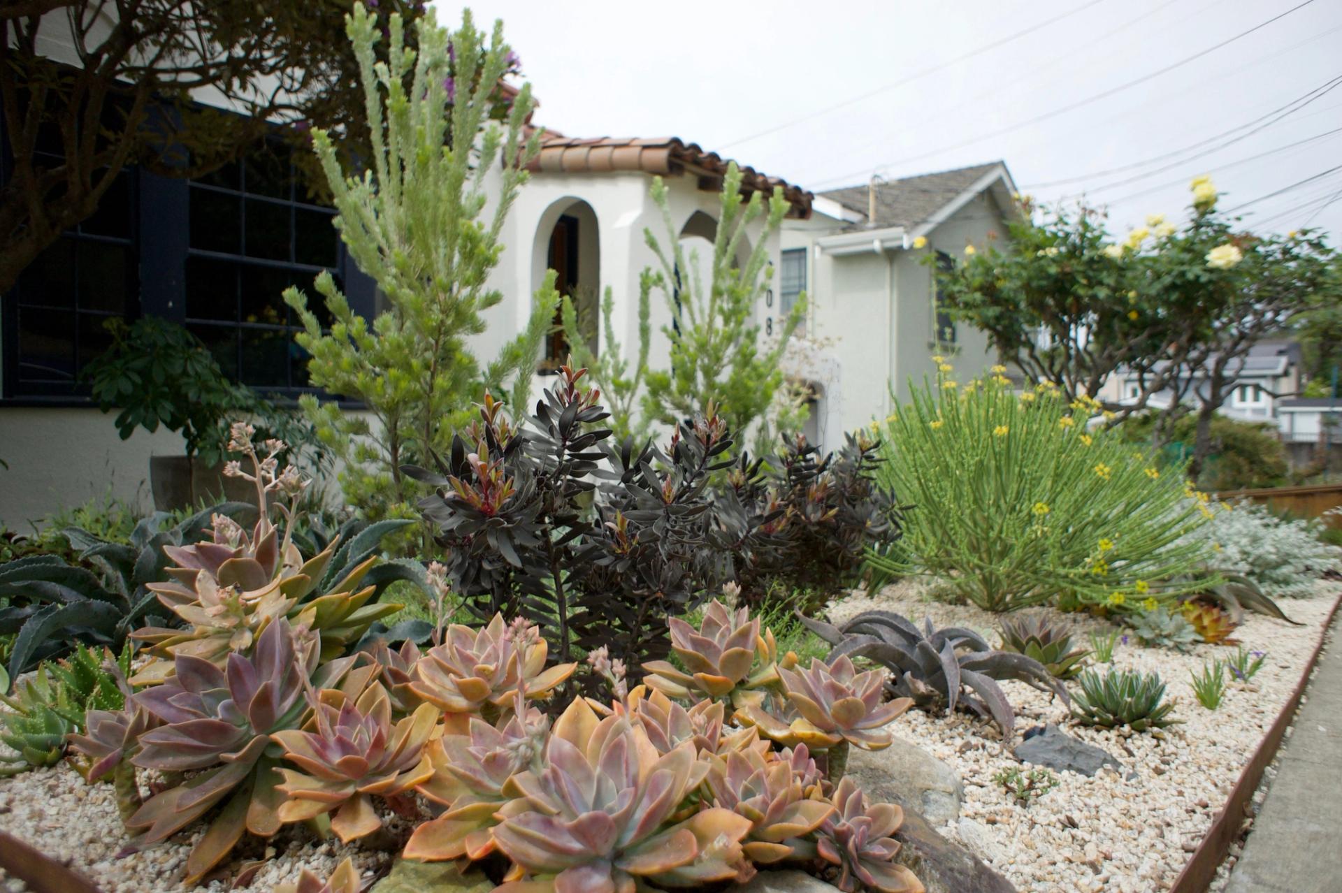Succulents, silver foliage and sculptural shrubs in a gravel garden beside a stucco home.