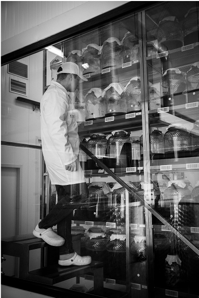 Specialista verifica la produzione di kombucha