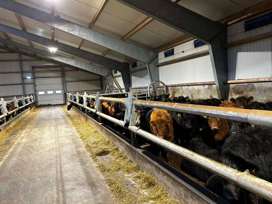 Allt fyrir Nautahúsið