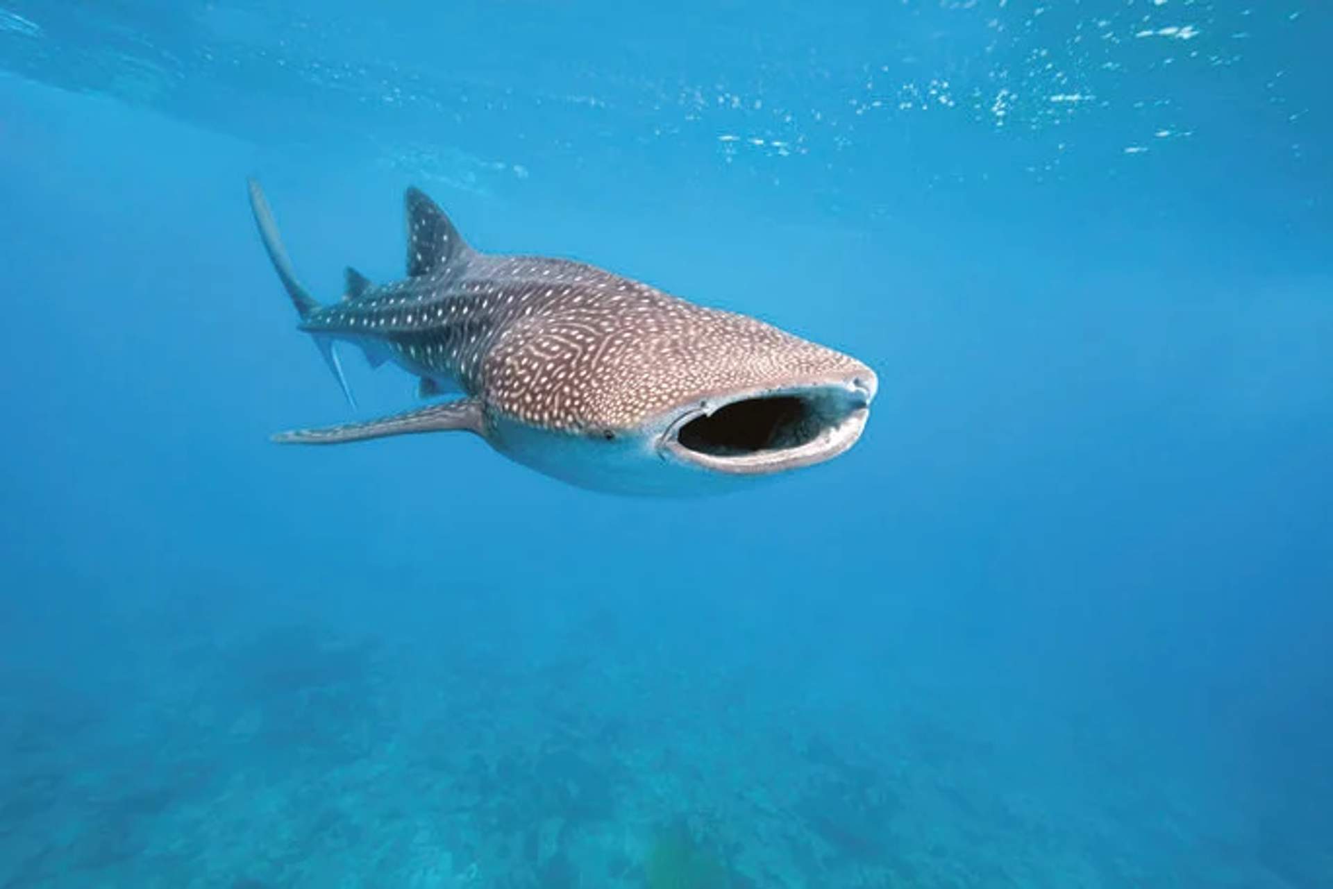 Swimming with whale sharks in Isla Mujeres, an unforgettable experience to encounter these gentle giants up close in their natural habitat.