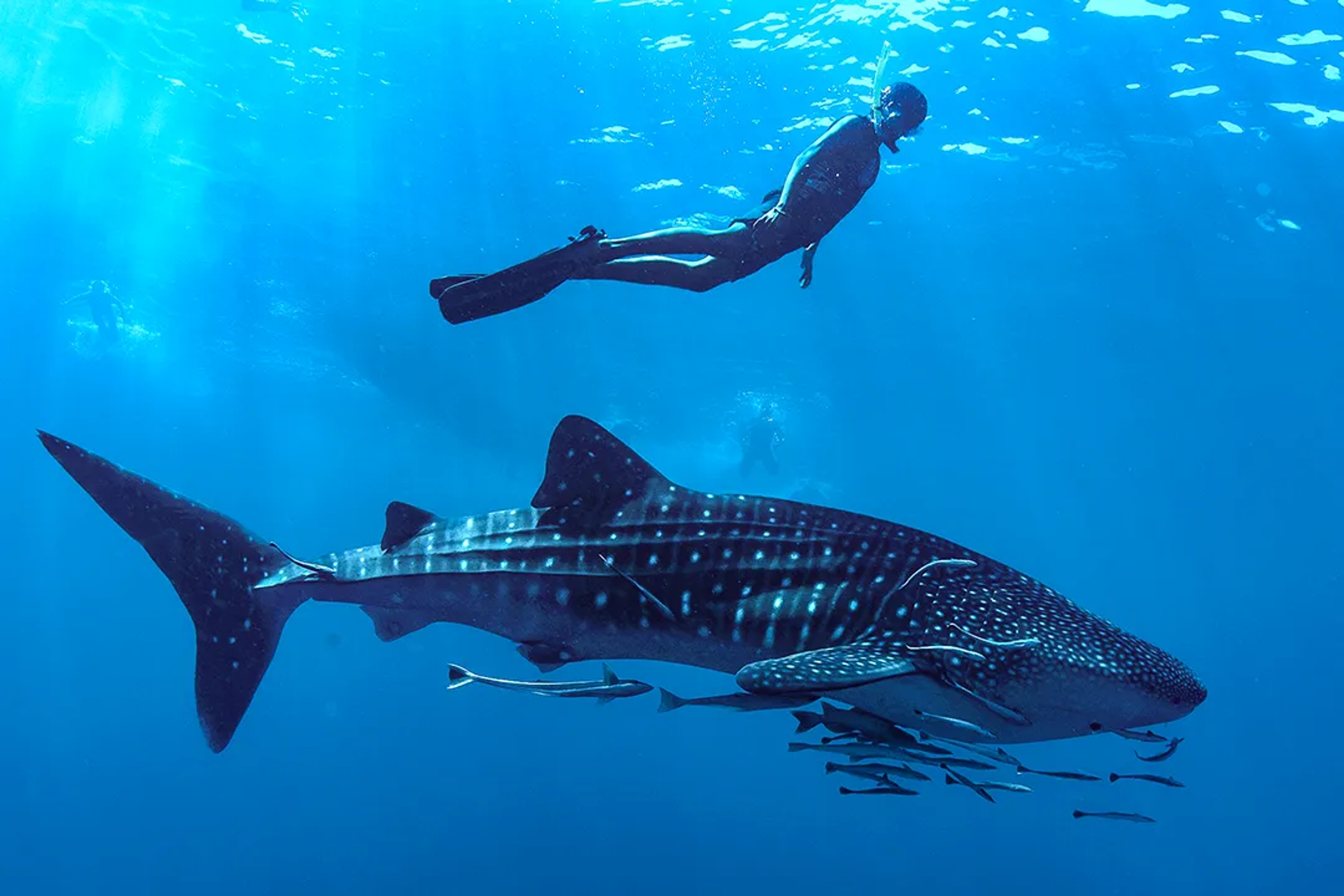Encuentros Con La Vida Salvaje Para Parejas Amantes De La Naturaleza: Biodiversidad De Cancún