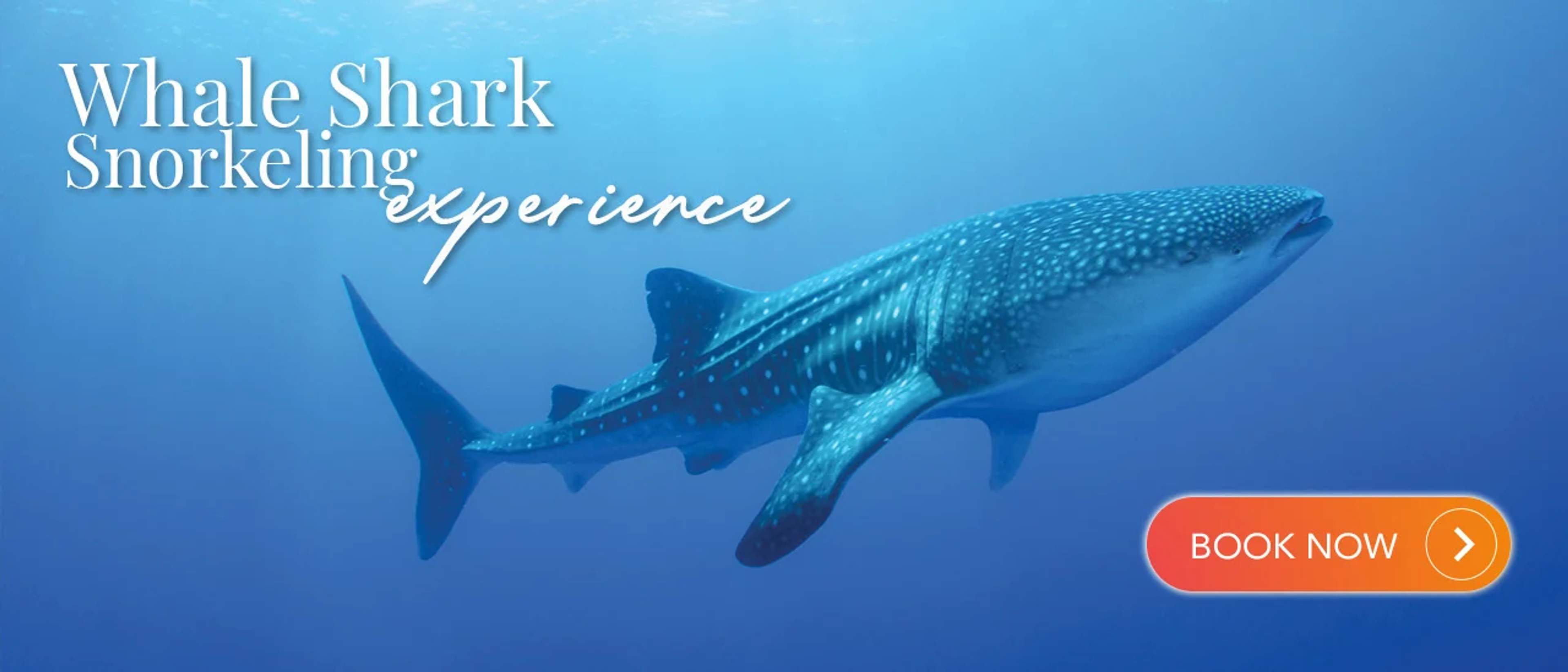 Promotional image for a whale shark snorkeling experience, featuring a whale shark swimming in the ocean with text "Whale Shark Snorkeling Experience" and a "Book Now" button.
