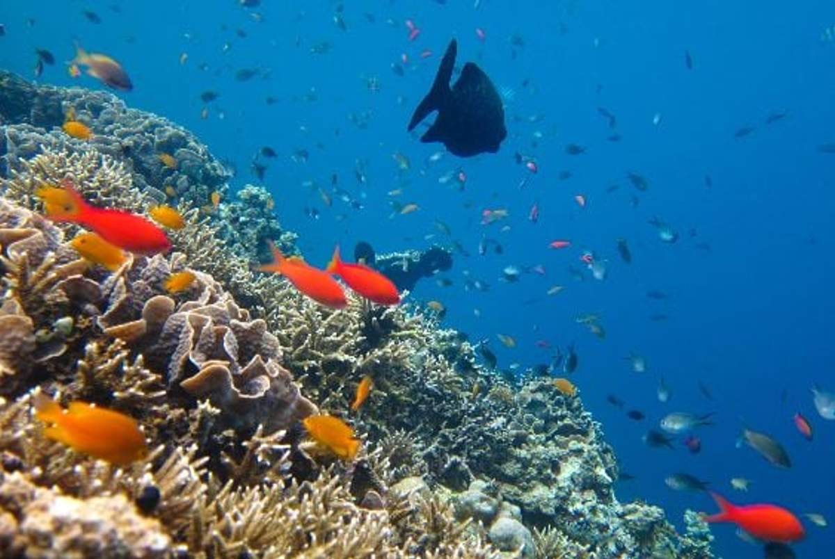 Bright orange and black fish swim around the vibrant coral reefs of Cozumel.