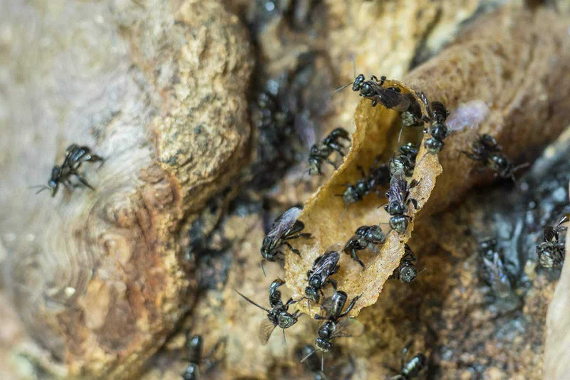 Close-up of several black bees gathering around a piece of honeycomb on a rough, natural surface.