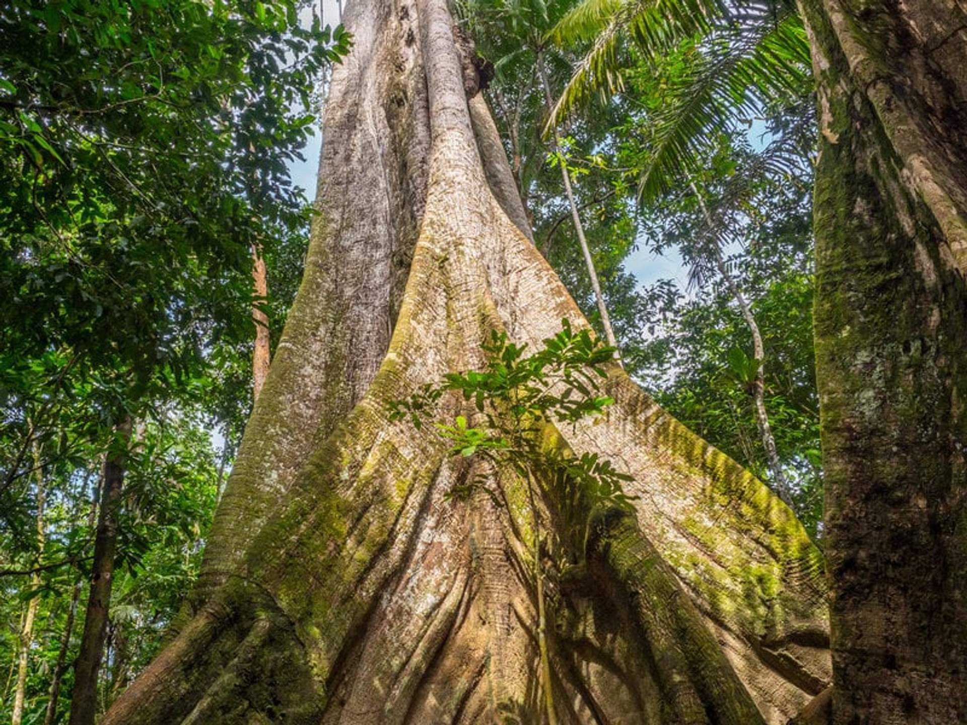 A towering tree with a massive trunk covered in moss and surrounded by lush, dense forest foliage.