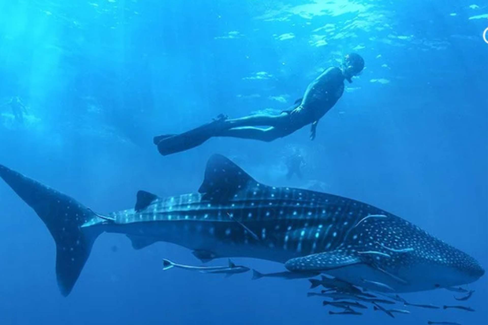 A snorkeler swimming alongside a majestic whale shark in the clear blue waters of Cancun.