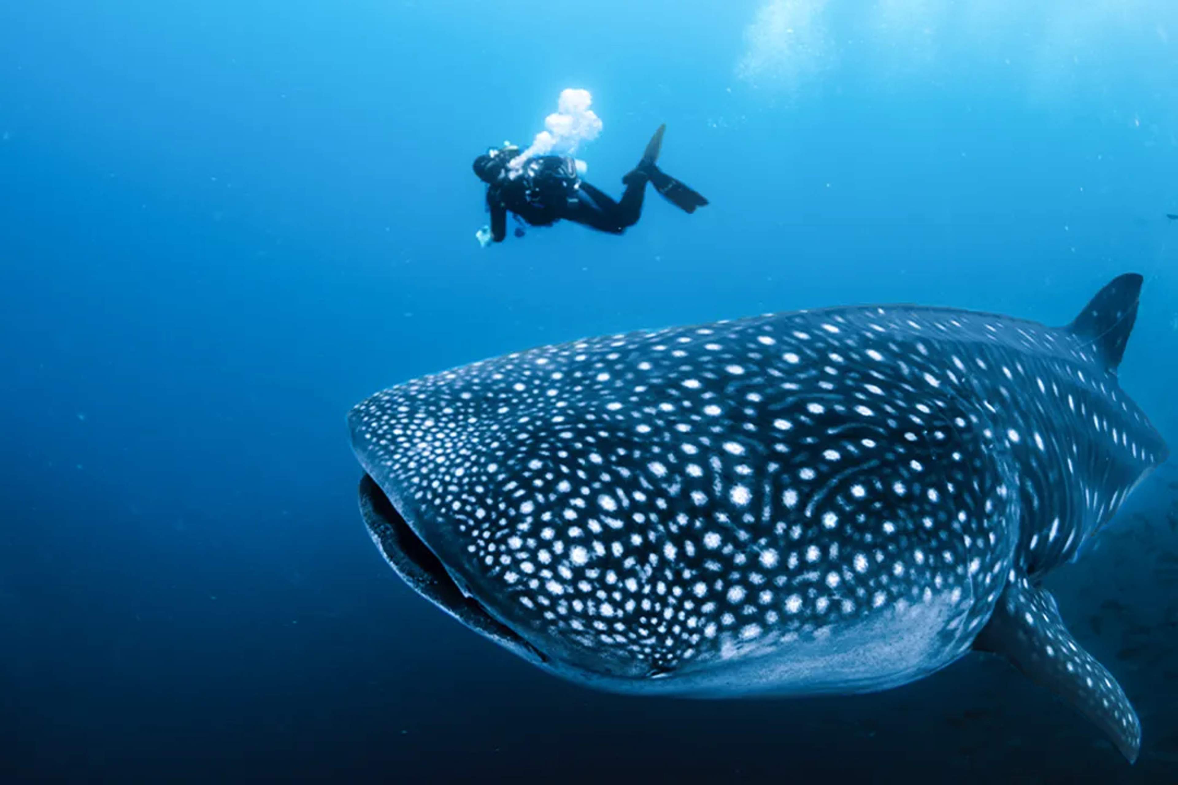 Diver swimming near a whale shark in Cancún's clear waters, a prime spot for whale shark diving.