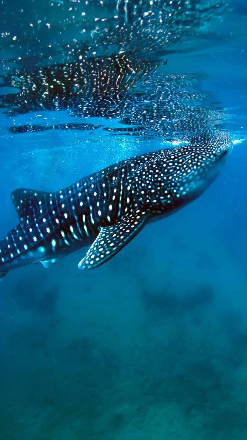 Swim alongside majestic whale sharks in Baja’s crystal-clear waters—an unforgettable adventure.