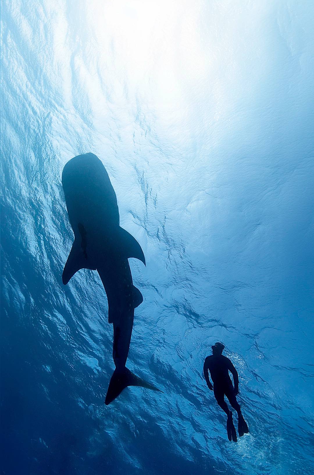 A snorkeler swimming above a whale shark in Cancun's clear waters.