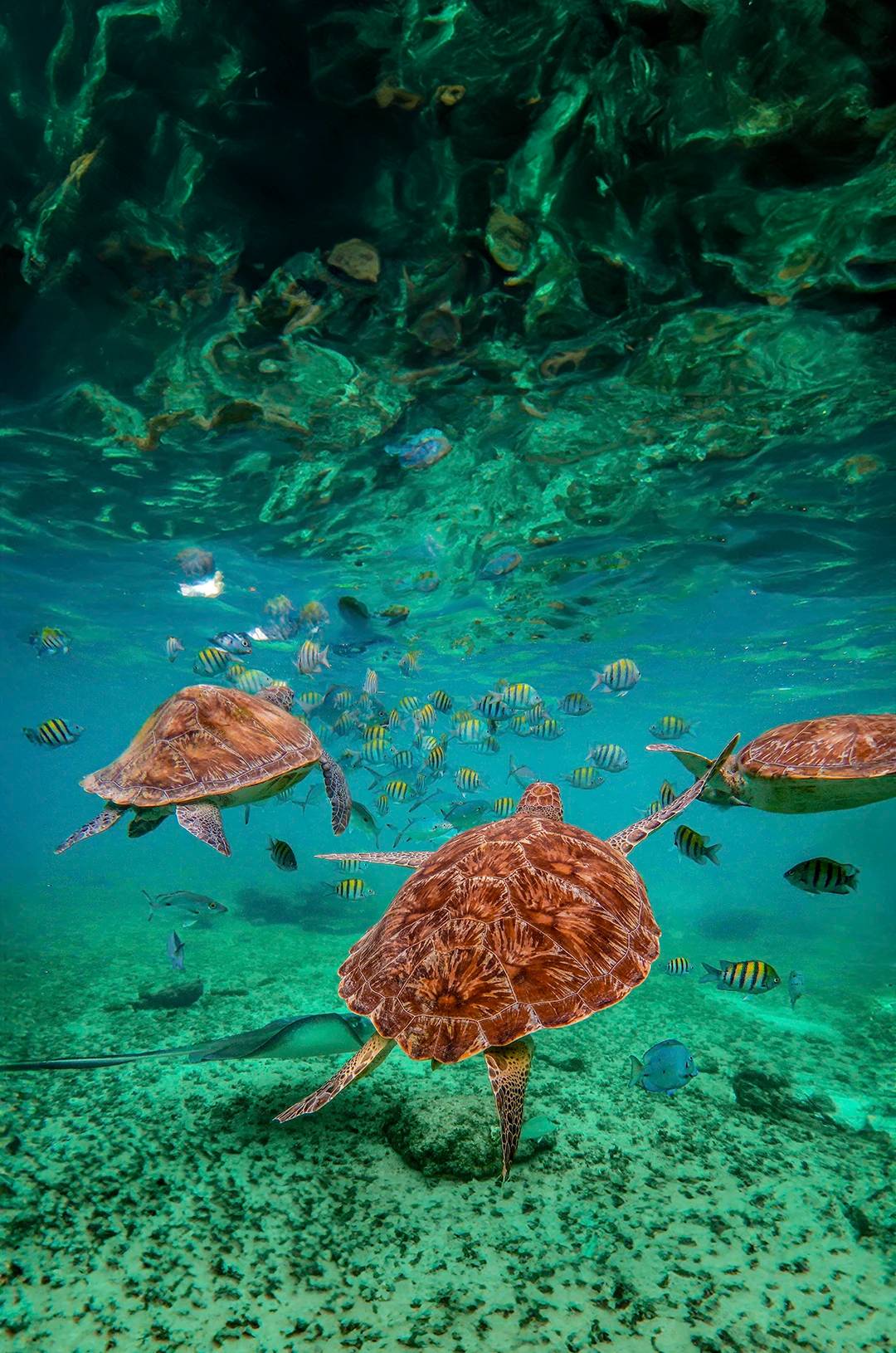 Admire the lively Akumal turtles.