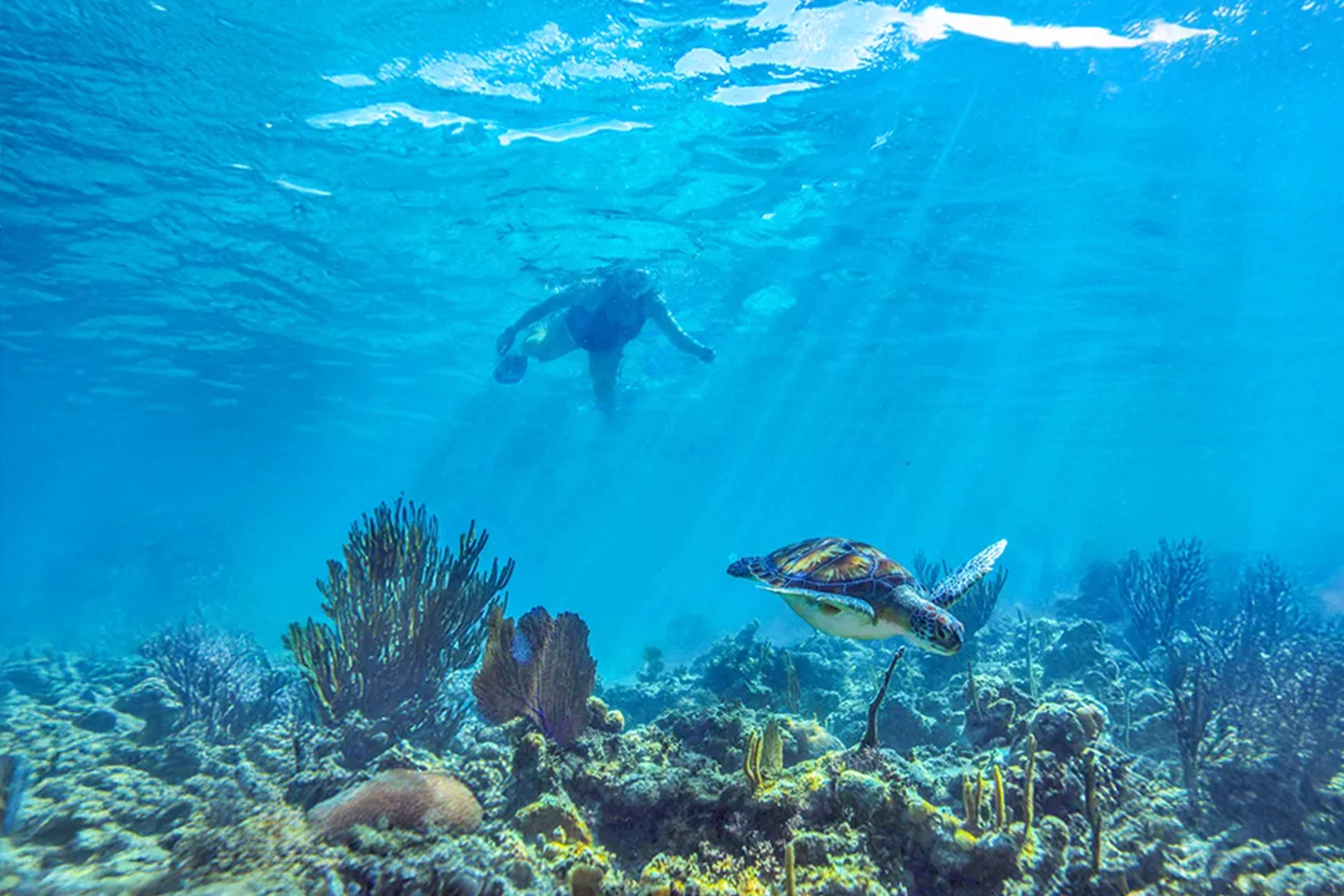 Snorkeler swimming above coral reef with sea turtle in clear Caribbean waters during Riviera Maya ocean tour