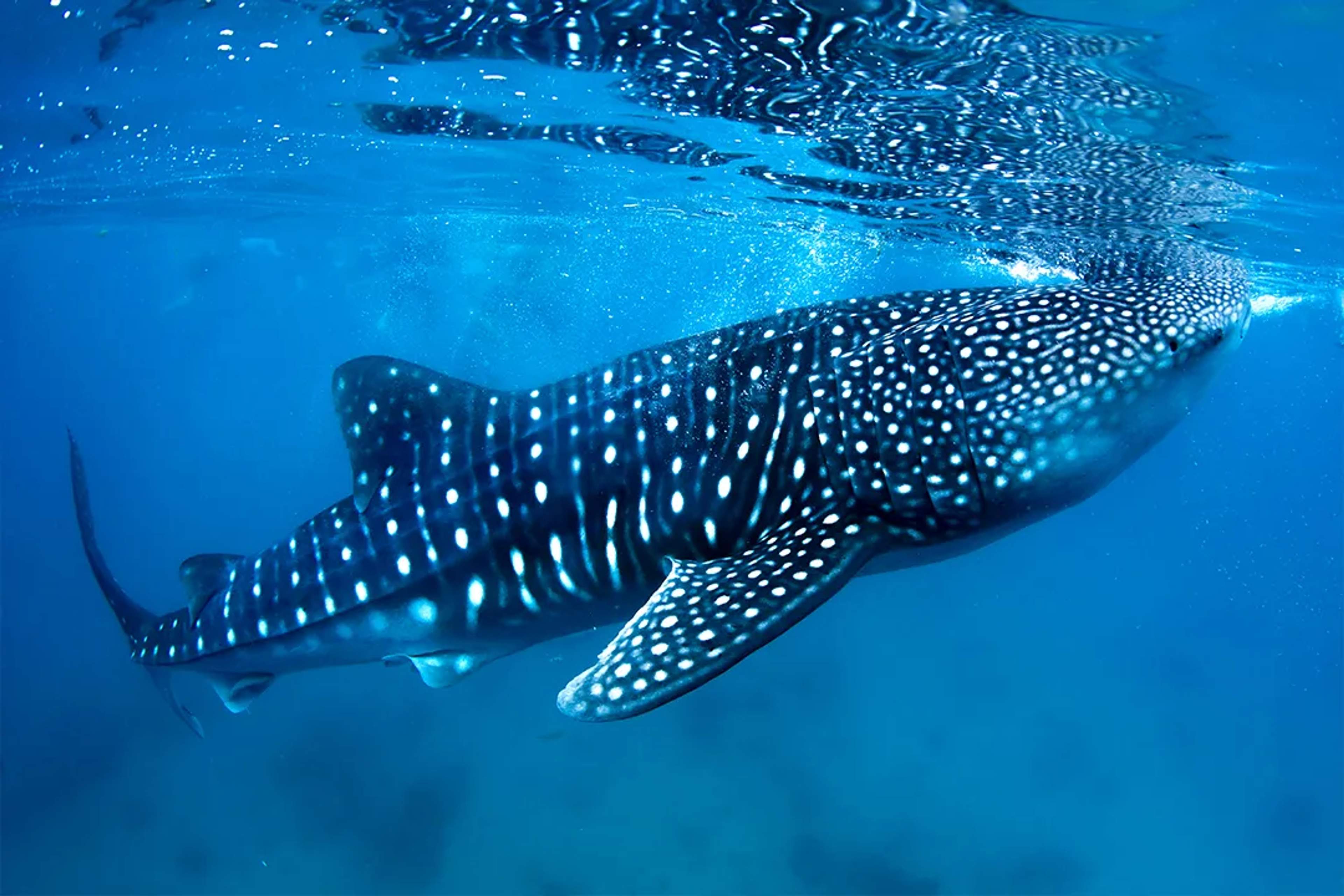 whale sharks
