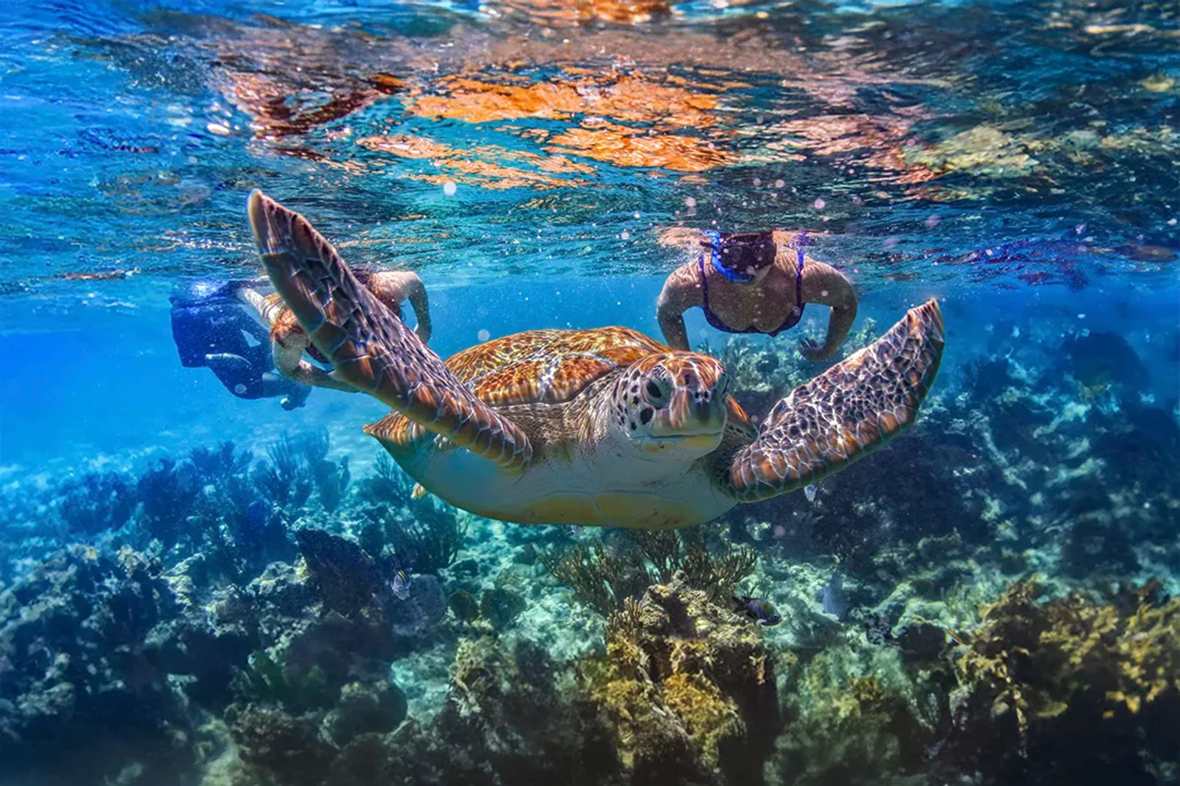 Swimming with turtles in blue waters in Cancun, with Cancun Adventures