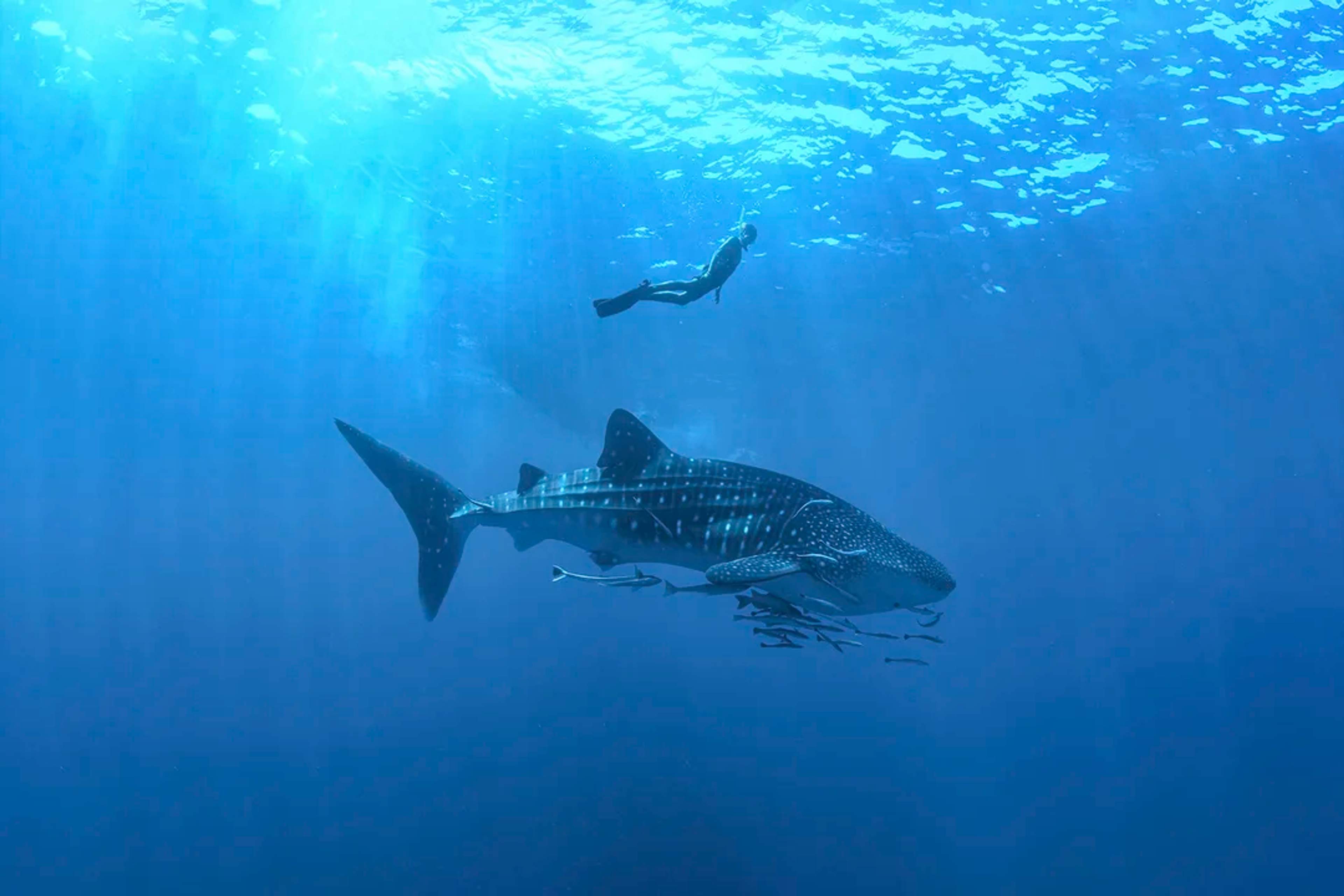 Nada con gigantes gentiles—encuentra majestuosos tiburones ballena en el azul del Caribe.