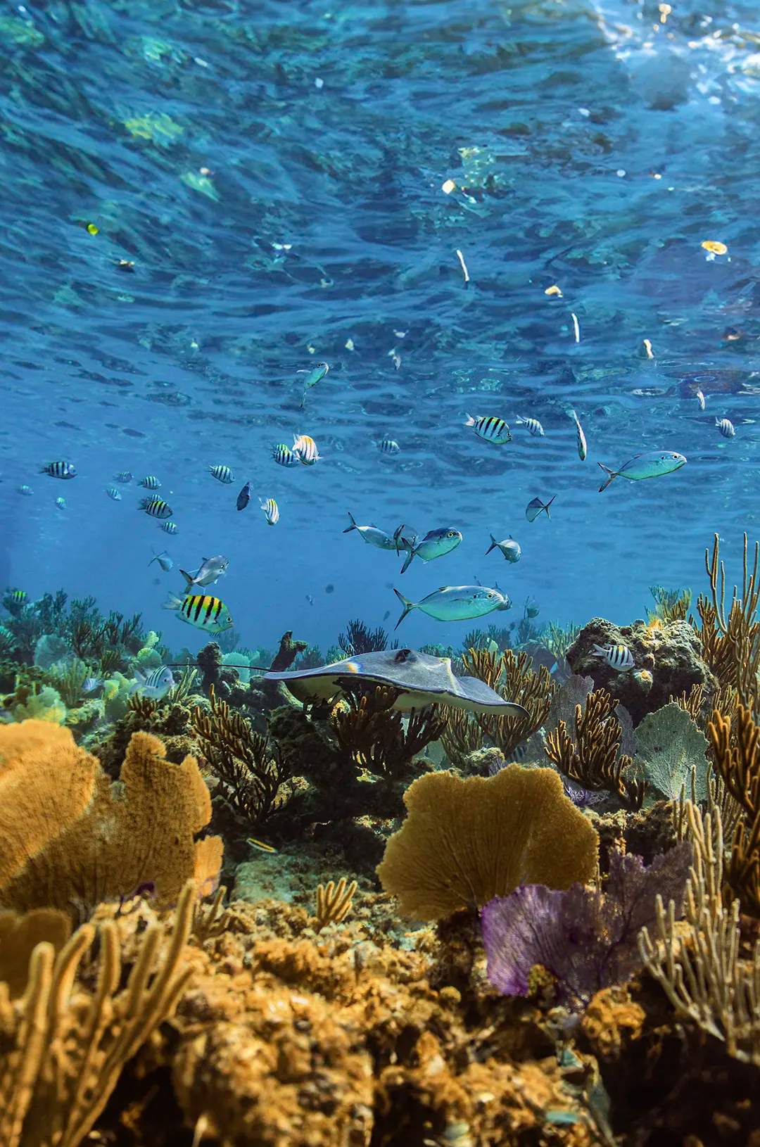 Vida marina en El Cielo, Cozumel: Peces tropicales y una raya nadan entre coloridos corales.