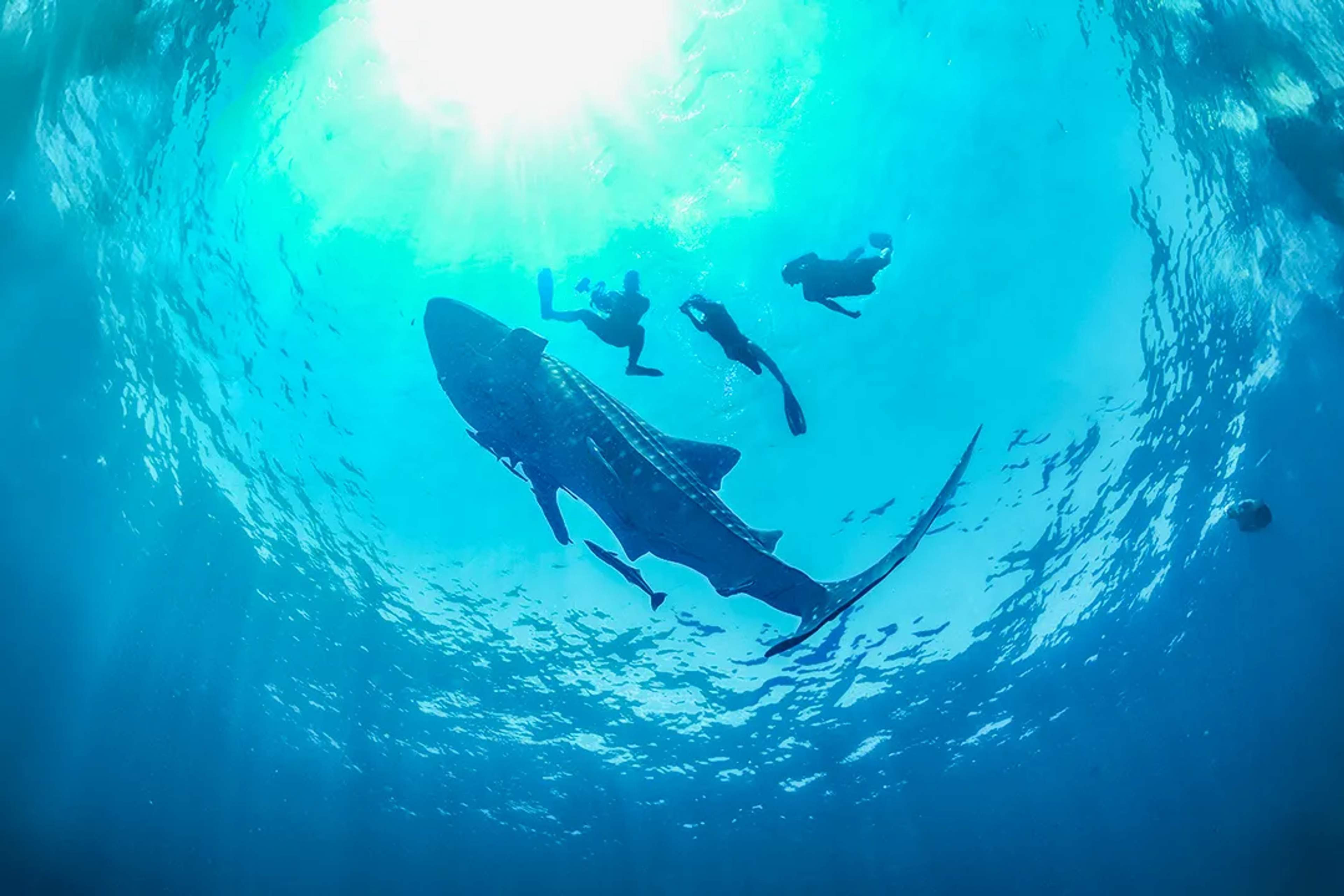 Swim with whale shark in Caribbean Sea, snorkelers above gentle giant in clear blue water eco tour