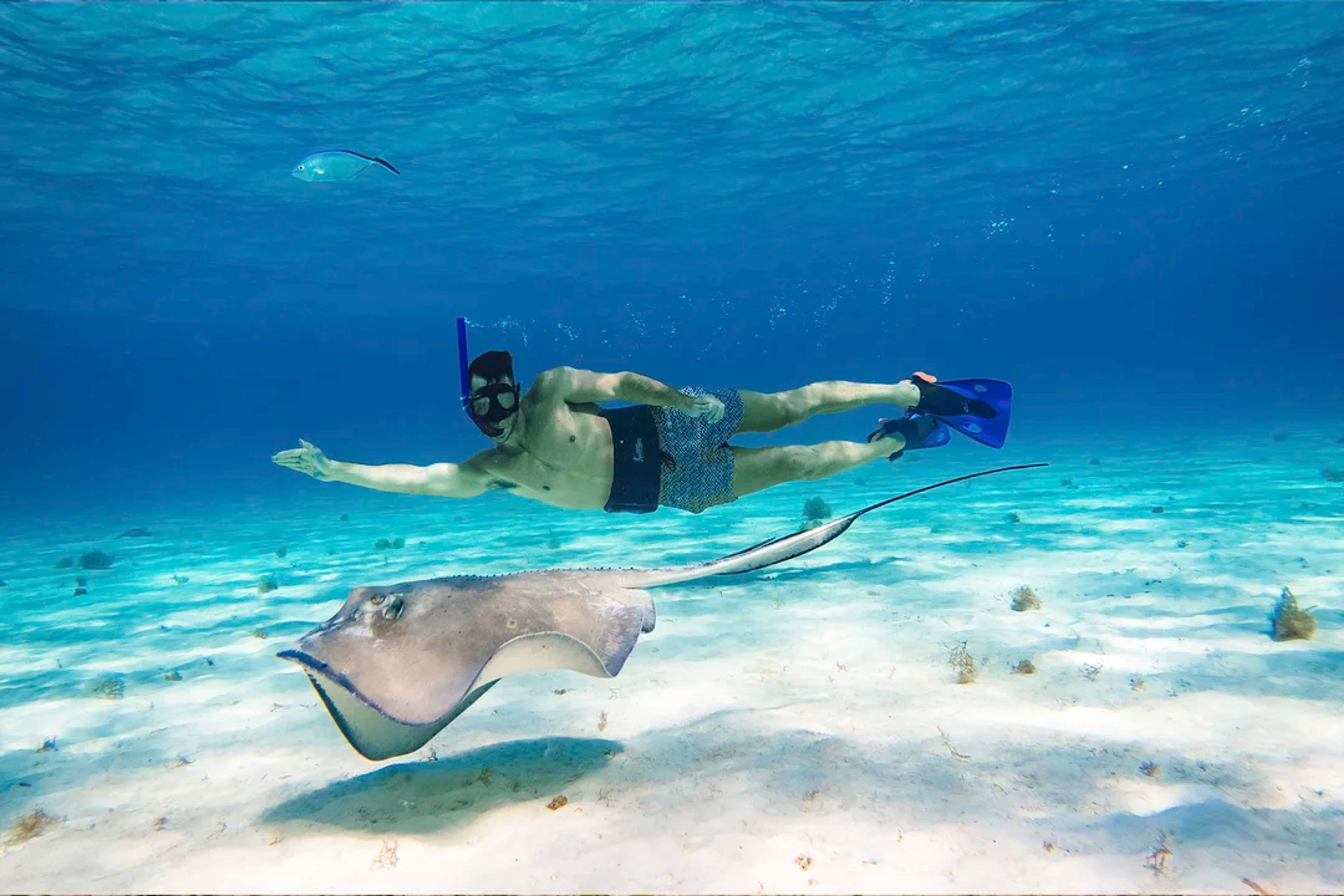Man snorkeling in clear waters beside a stingray on a vibrant, sandy ocean floor.