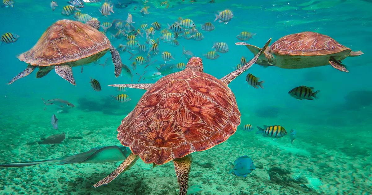 Swim with Sea Turtles & Cenote Tour | Cancun Adventures ®