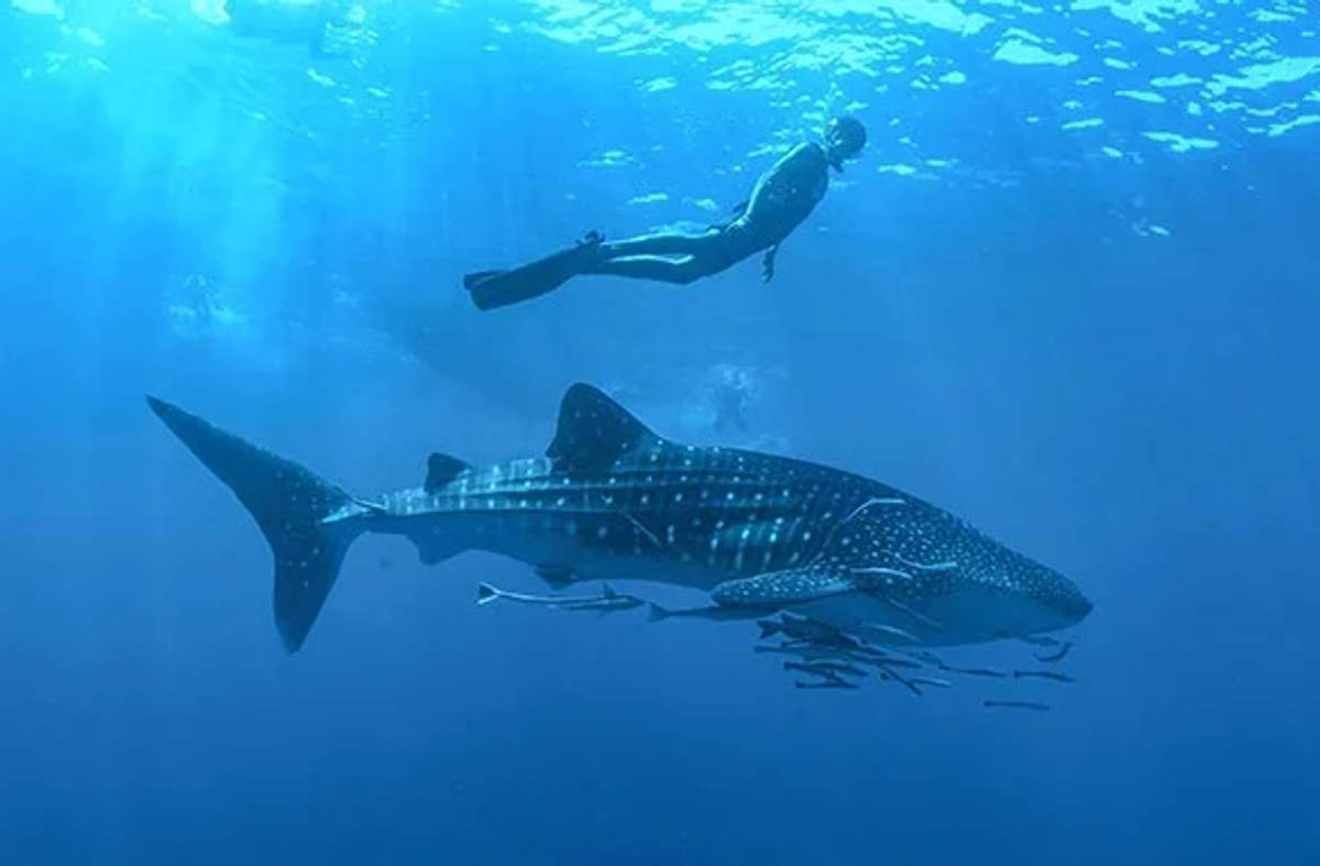 A swimmer snorkeling near a large whale shark in clear blue waters. 