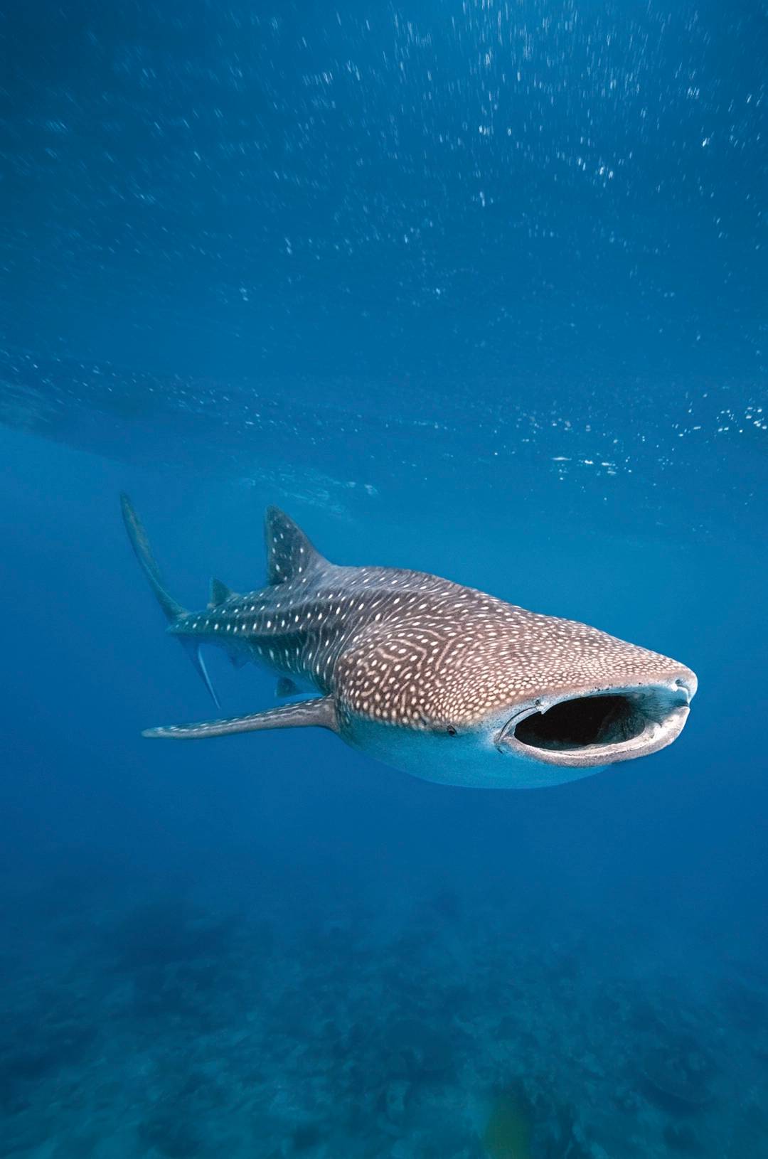 A whale shark swimming in the clear waters of Cancun, mouth open wide.