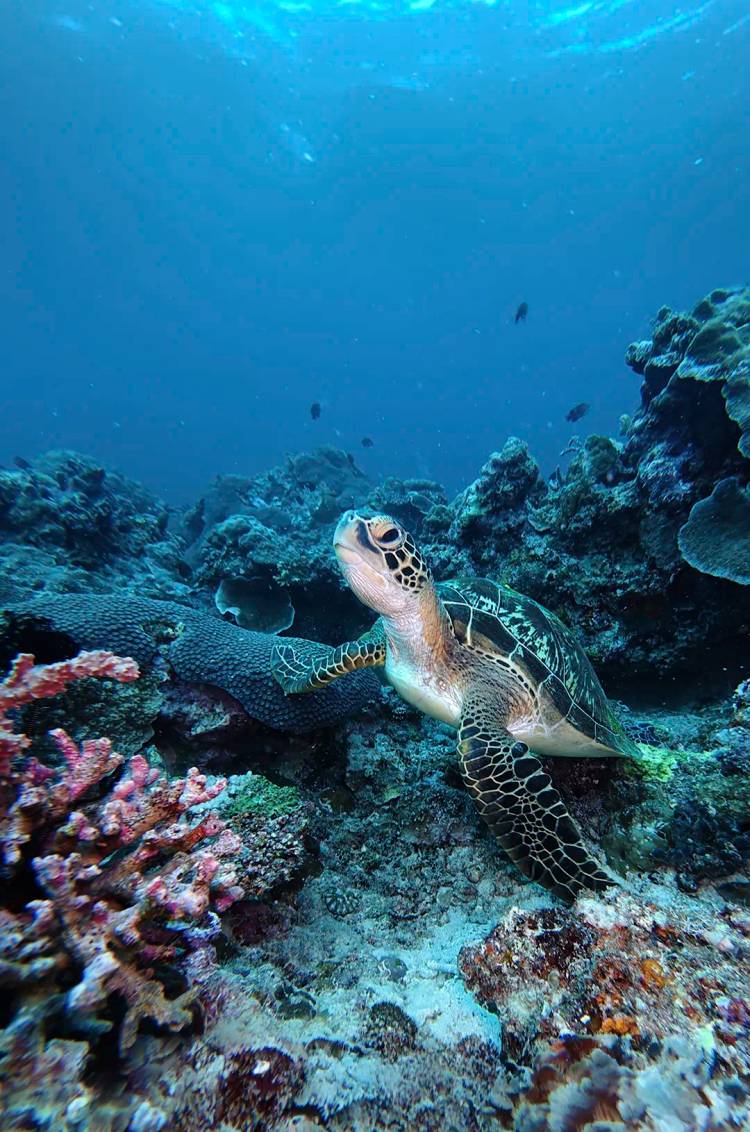 Tortuga marina vista en un tour de buceo en Akumal.