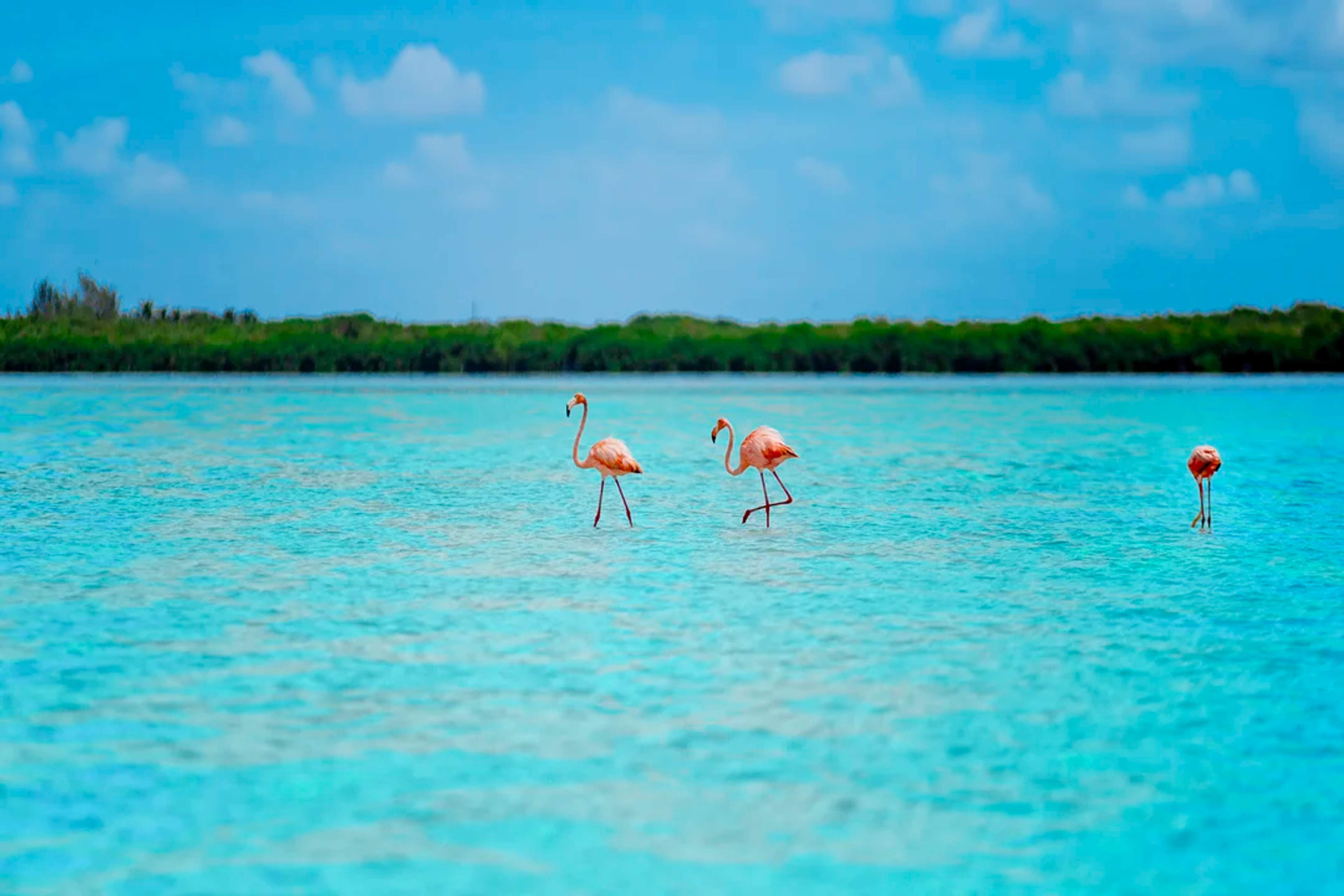 Flamencos rosados caminan en aguas cristalinas, rodeados de naturaleza y tranquilidad.