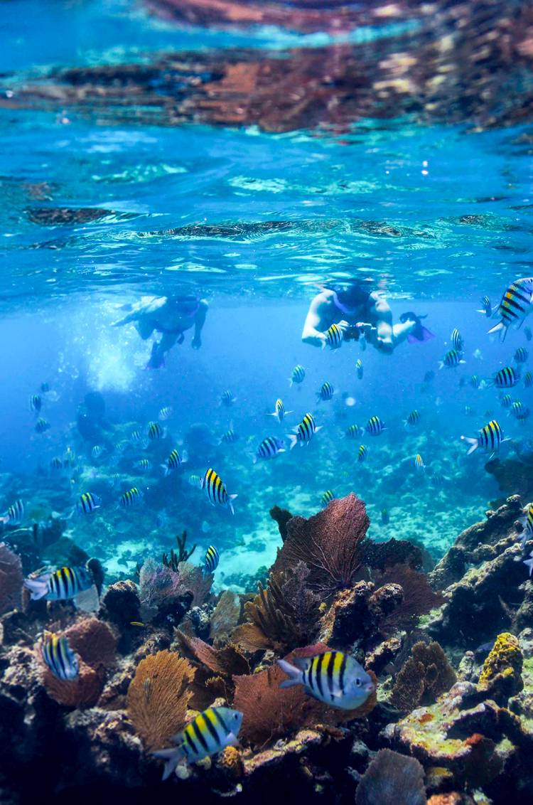 Snorkel en Isla Mujeres en medio de arrecifes.