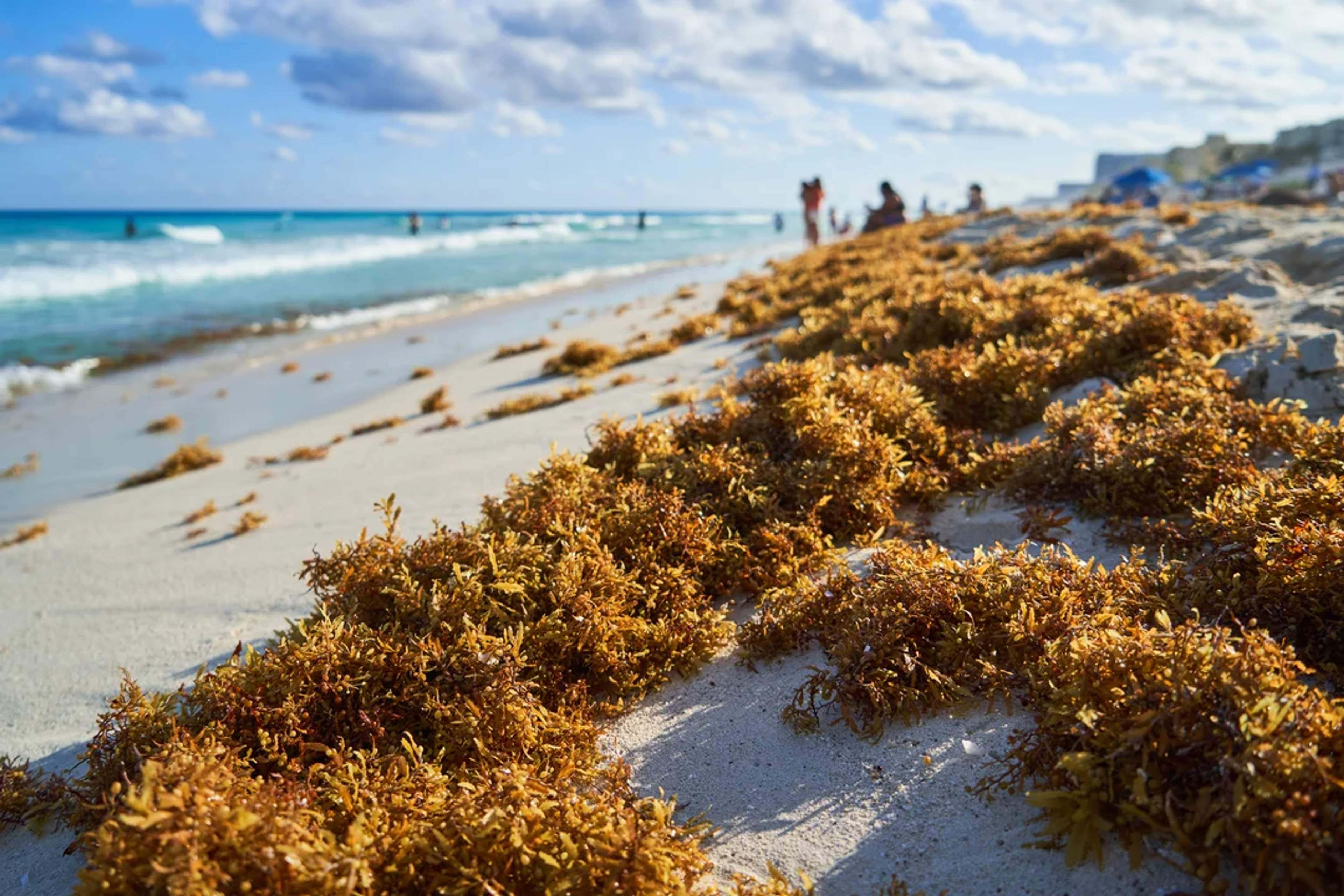 Sargazo en Cancún 2025
