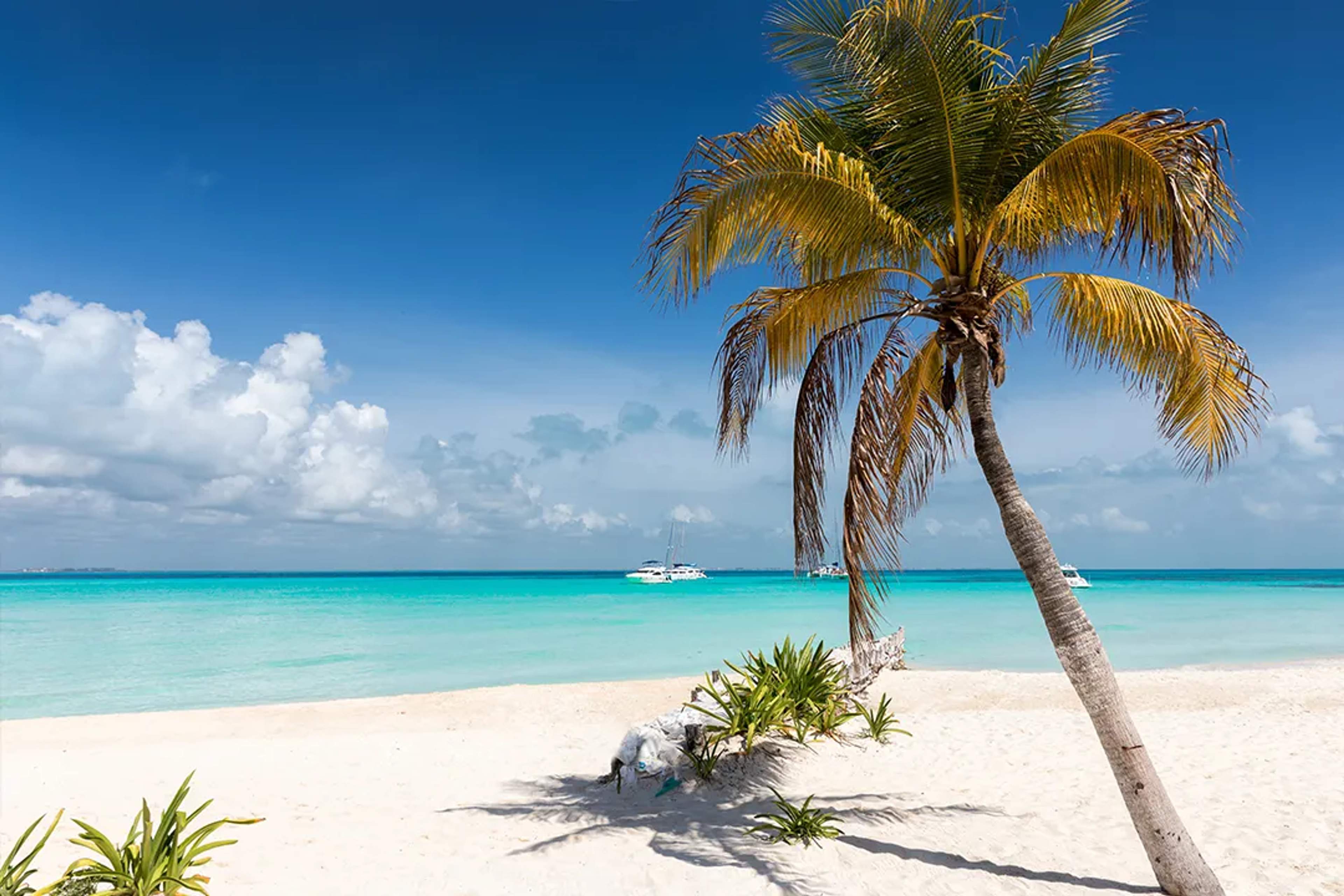 Cancun beach with turquoise water, white sand and palm tree swaying under a bright sunny sky.