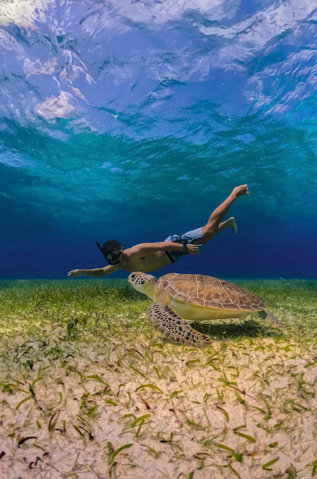 Snorkel en El Cielo, Cozumel: Hombre nadando cerca de una tortuga marina en un lecho de pastos marinos.