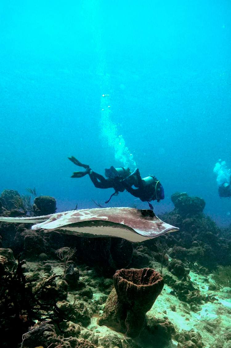 Scuba divers watch a Stingray during a scuba diving in Cancun.