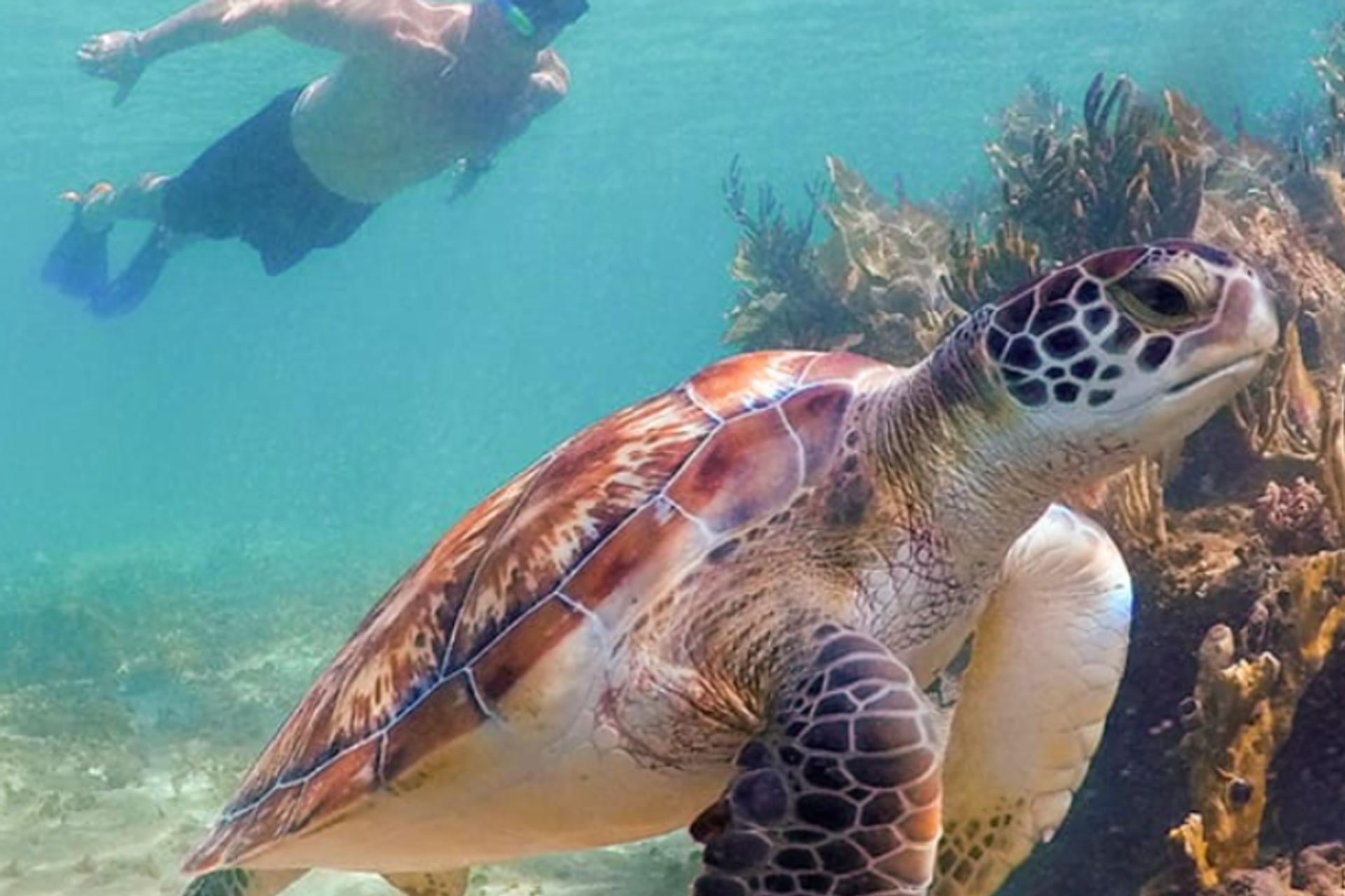A snorkeler swimming close to a sea turtle in the vibrant waters of Cancun.