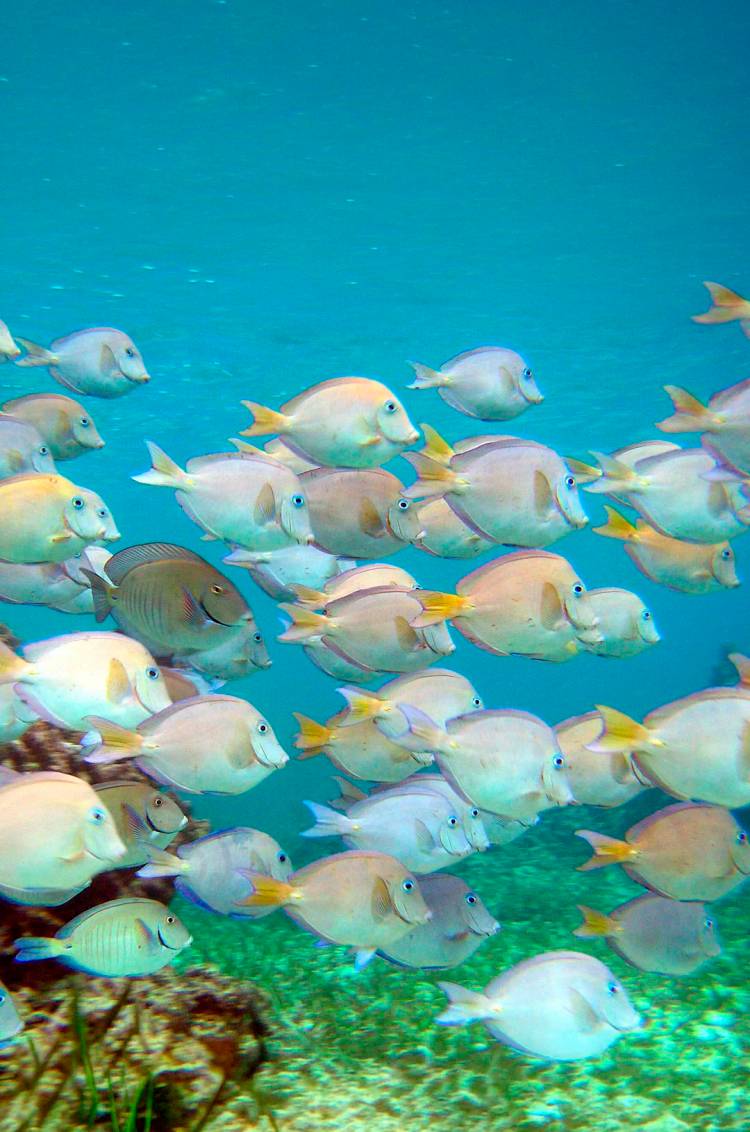 Tropical fish seen on a Riviera Maya scuba diving session.