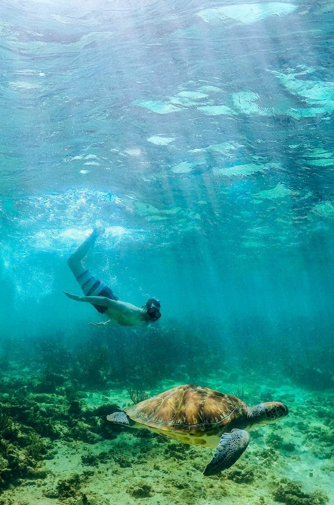 Tour para nadar con tortugas en Akumal Cancun.