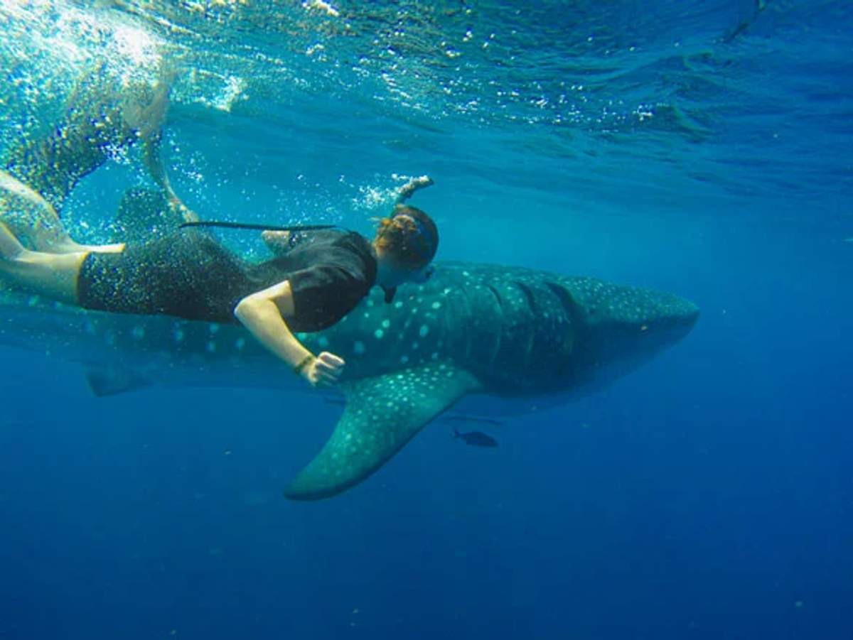 A person swimming alongside a whale shark in the ocean. The swimmer is wearing a black wetsuit and appears to be snorkeling, closely following the large, spotted fish. The water is clear, allowing a detailed view of both the swimmer and the whale shark.