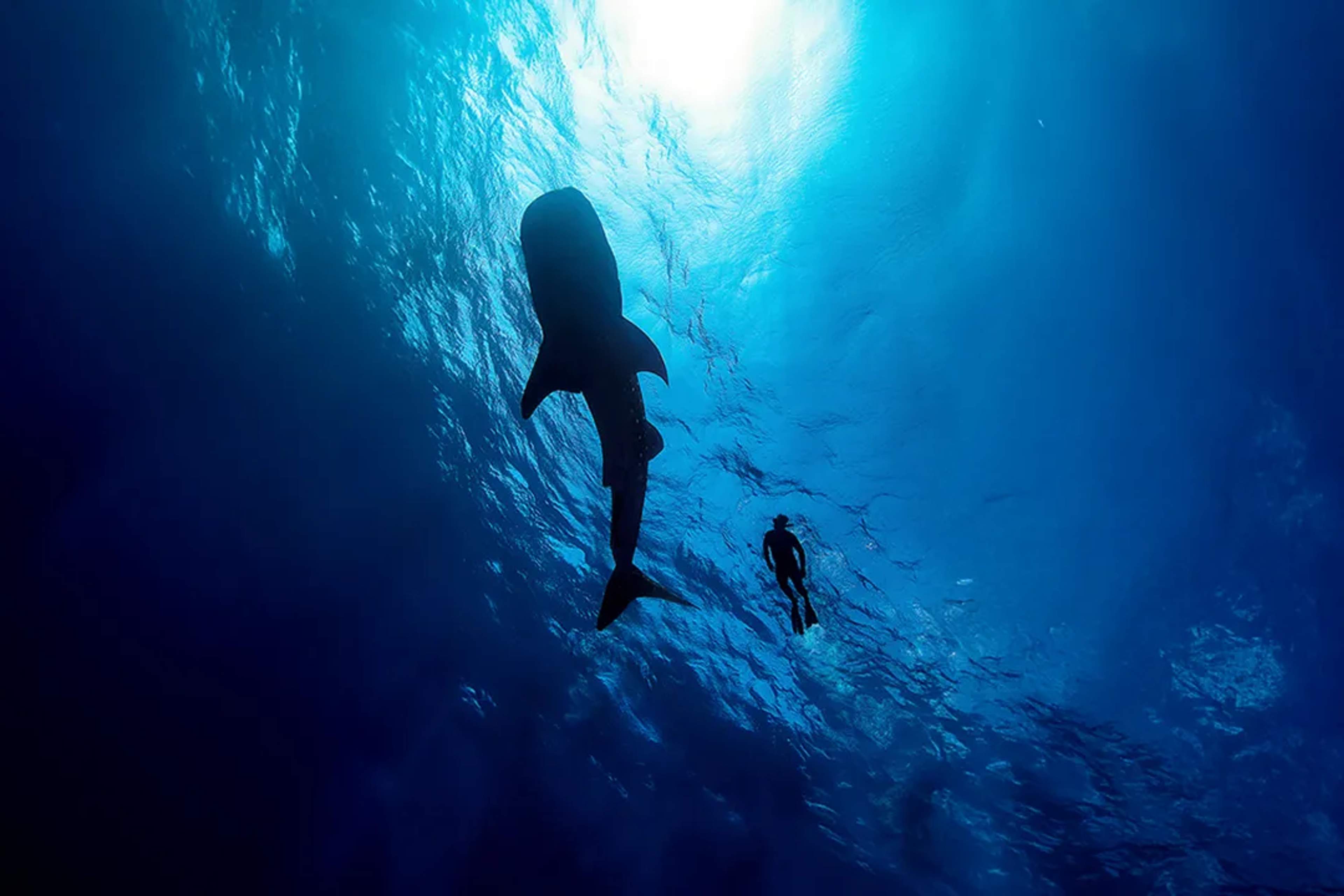 Nadador se acerca a un tiburón ballena en aguas profundas durante una aventura guiada en Cancún