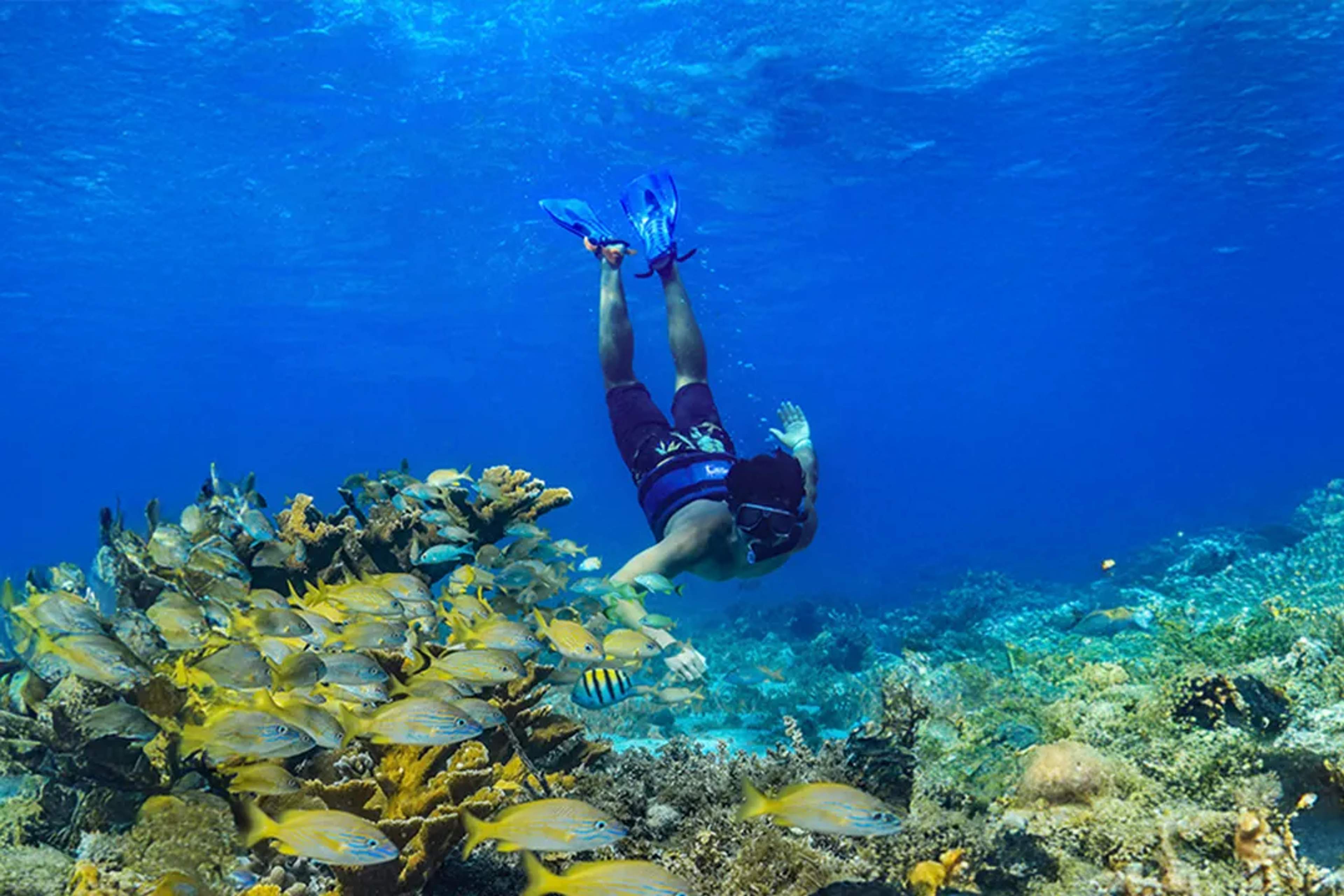 Snorkel en tour de catamarán en Puerto Morelos con Cancun Adventures, arrecife y peces tropicales