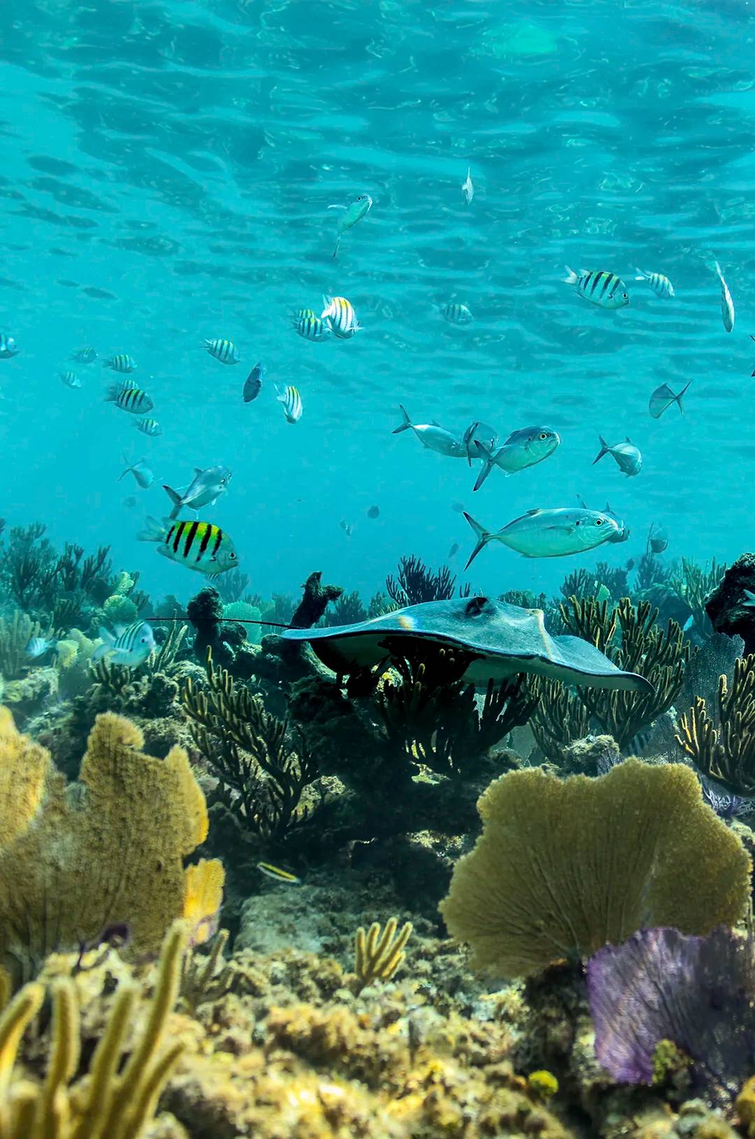 Arrecifes de coral en Akumal, cerca de Cancún.