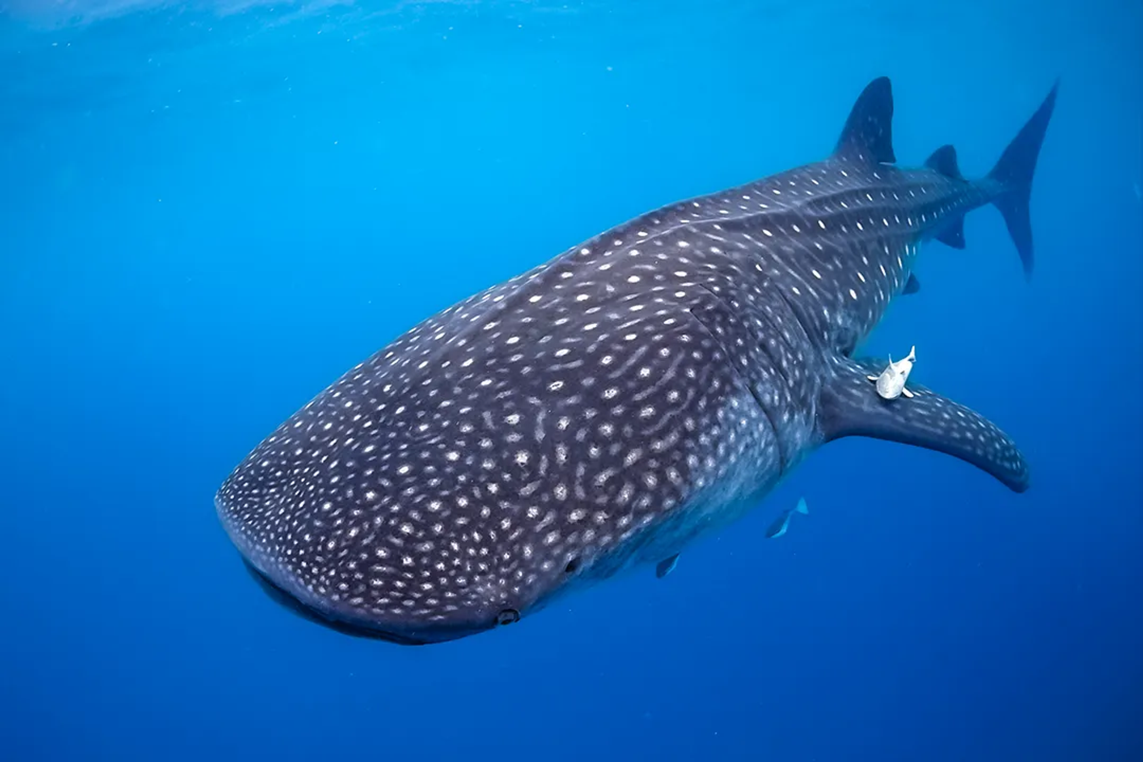 Tiburón ballena nadando en aguas claras, mostrando su distintivo patrón de manchas.