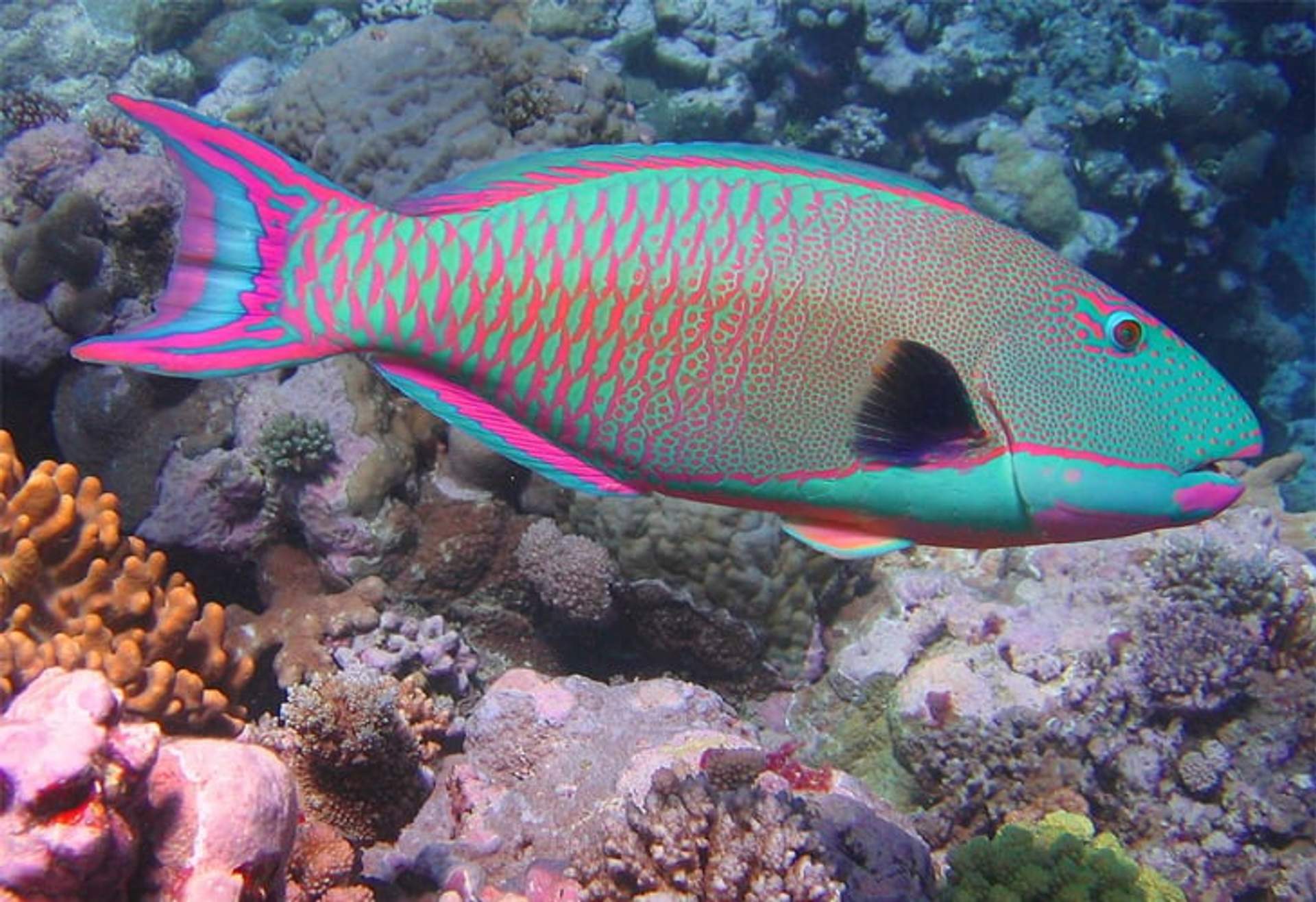 A colorful parrotfish swims near a coral reef, displaying vibrant pink, green, and blue scales