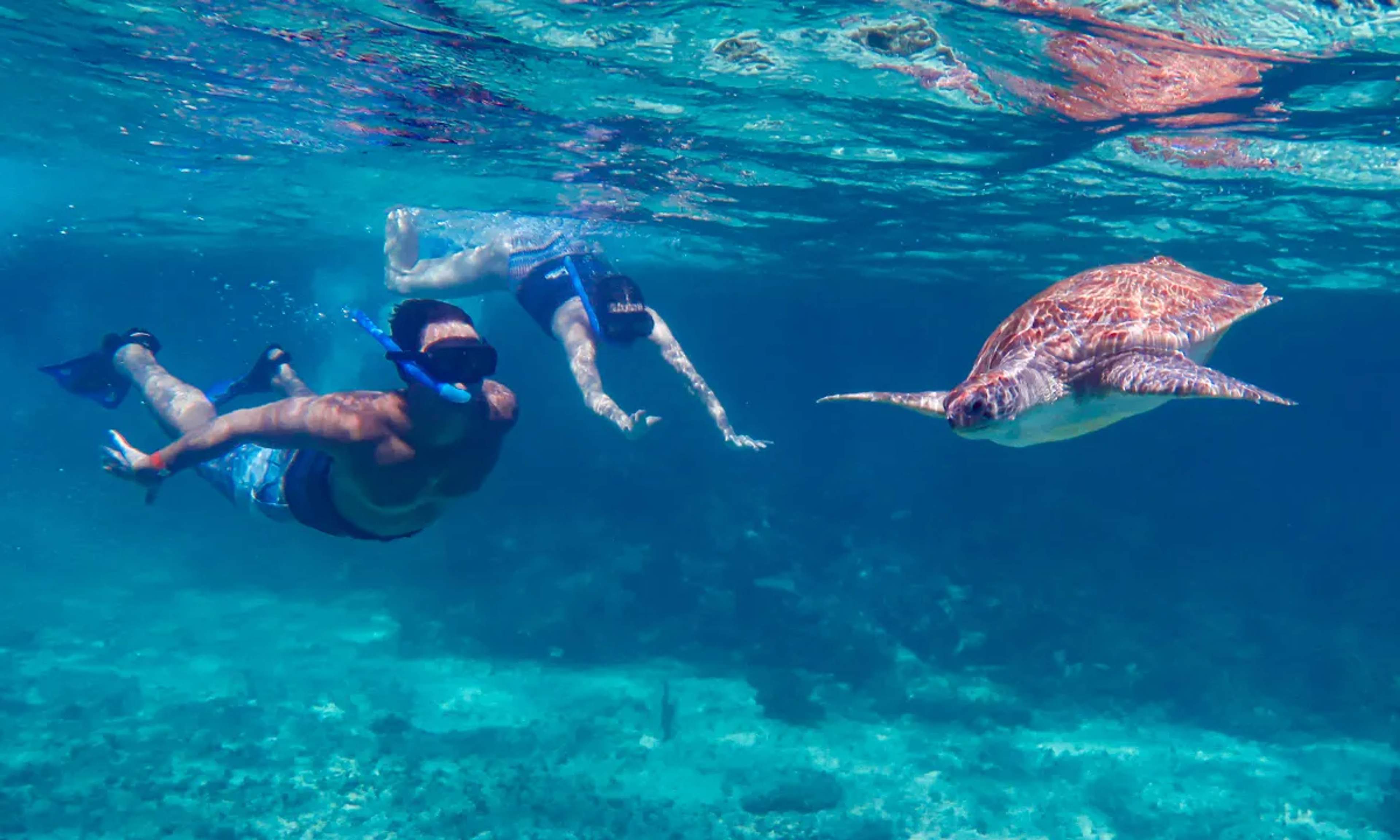 El snorkel en la Riviera Maya permite encuentros cercanos con vida marina, como tortugas, en aguas cristalinas del Caribe.